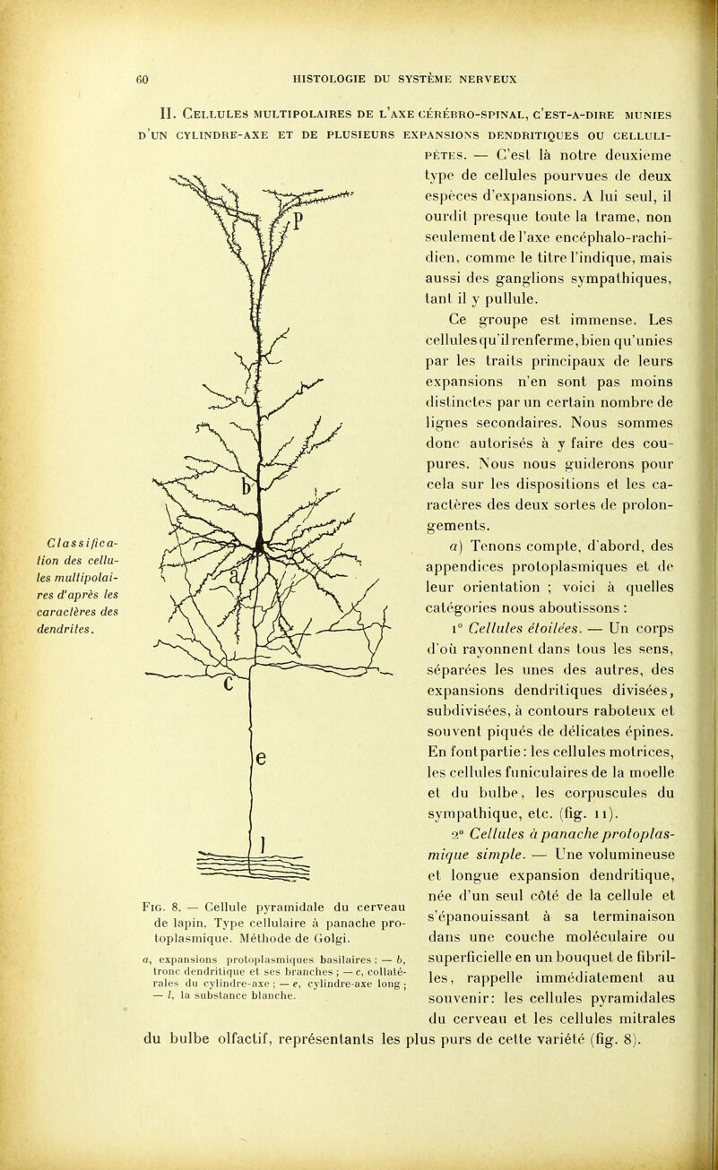 Classi/ica- lion des cellu- les multipolai- res d'après les caractères des dendrites. II. Cellules multipolaires de l'axe cérébro-spinal, c'est-a-dire munies d'un cylindre-axe et de plusieurs expansions dendritiques ou celluli- pètes. — C'est là notre deuxième type de cellules pourvues de deux espèces d'expansions. A lui seul, il ourdit presque toute la trame, non seulement de l'axe encéphalo-rachi- dien, comme le titre l'indique, mais aussi des ganglions sympathiques, tant il y pullule. Ce groupe est immense. Les cellules qu'il renferme, bien qu'unies par les traits principaux de leurs expansions n'en sont pas moins distinctes par un certain nombre de lignes secondaires. Nous sommes donc autorisés à y faire des cou- pures. Nous nous guiderons pour cela sur les dispositions et les ca- ractères des deux sortes de prolon- gements. a) Tenons compte, d'abord, des appendices protoplasmiques et de leur orientation ; voici à quelles catégories nous aboutissons : 1° Cellules éloilées. — Un corps d'où rayonnent dans tous les sens, séparées les unes des autres, des expansions dendritiques divisées, subdivisées, à contours raboteux et souvent piqués de délicates épines. En font partie : les cellules motrices, les cellules funiculaires de la moelle et du bulbe, les corpuscules du sympathique, etc. (fîg. ii). 2° Cellules à panache protoplas- mique simple. — Une volumineuse et longue expansion dendritique, née d'un seul côté de la cellule et s'épanouissant à sa terminaison dans une couche moléculaire ou superficielle en un bouquet de fibril- les, rappelle immédiatement au souvenir: les cellules pyramidales du cerveau et les cellules mitrales du bulbe olfactif, représentants les plus purs de cette variété (fig. 8). FiG. 8. — Cellule pyramidale du cerveau de lapin. Type cellulaire à panache pro- toplasmique. Méthode de Golgi. a, expansions protoplasmiques basilaires ; — 6, tronc dendritique et ses branches ; — c, collaté- rales du cylindre-axe ; — e, cylindre-axe long ; — /, la substance blanche.