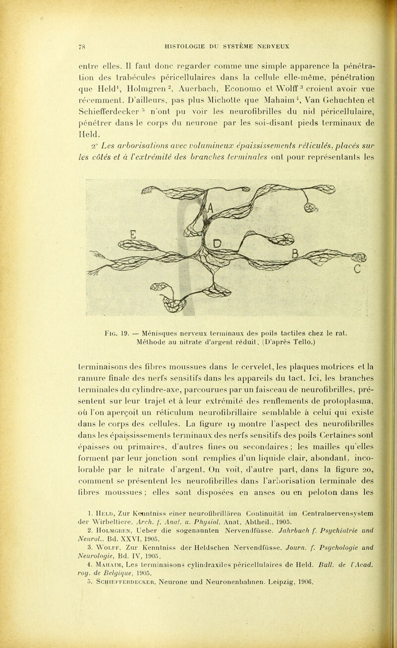 entre elles. Il faut donc rog-arder comme mie simple apparence la pénétra- lion des Irabécules péricellulaires dans la cellule elle-même, pénétration que Held', Holmgren-. Auerbach, Econome et Wolfî croient avoir vue récemment. D'ailleurs, pas plus Michotte que Mahaira Van Gehuchtcn et Schiefferdecker n'ont pu voir les neurofibrilles du nid péricellulaire, pénétrer dans le corps dvi neurone par les soi-disant pieds terminaux de Held. 2° Les arborisations avec volumineuse épaississements réticulés, placés sur les côtés et à l'extrémité des branches terminales ont pour représentants les FiG. 19. — Ménisques nerveux terminaux des poils tactiles chez le rat. Méthode au nitrate d'argent réduit. (D'après Tello.) terminaisons des fibres moussues dans le cervelet, les plaques motrices et la ramure finale des nerfs sensitifs dans les appareils du tact. Ici, les branches terminales du cylindre-axe, parcourues par un faisceavi de neurofibrilles, pré- sentent sur leur trajet et à leur extrémité des renflements de protoplasma, où Ton aperçoit un réticulum neurofibrillaire semblable à celui qui existe dans le corps des cellules. La figure 19 montre l'aspect des neurofibrilles dans les épaississements terminaux des nerfs sensitifs des poils Certaines sont épaisses ou primaires, d'autres fines ou secondaires ; les mailles qu'elles forment par leur jonction sont remplies d'un liquide clair, abondant, inco- lorable par le nitrate d'argent. On voit, d'autre part, dans la figure 20, comment se présentent les neurofibi'illes dans l'ar'jorisation terminale des fibres moussues ; elles sont disposées en anses ou en peloton dans les 1. Held, Zur Kenntniss einer neurofibrillareii Continuitat iin Centralnervensystem der Wirbeltiere. Arch. f. Anal. 11. Physiol. Anat. Ablheil., 1905. 2. Holmgren, Ueber die sogenannten Nervendfiisse. Jahrbuch f. Psychialrie und NeiiroL. Bd. XXVI, 1905. 3. WoLFF, Zur Kennlniss der Heldschen Nervendfiisse. Journ. f. Psychologie und Neurologie, Bd. IV, 1905. 4. Mahaim, Les terminaisons cylinJraxiles péricellulaires de Held. Bull, de iAcad. roy. de Belgique, 1905. 5. ScHiEi'FERDECKER, Ncurone und Neuronenbahnen. Leipzig, 1906.