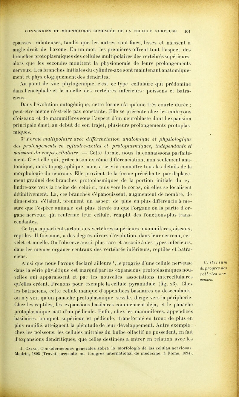 épaisses, raboteuses, tandis que les autres sont fines, lisses et naissent à angle droit de l'axone. En un mot, les premières offrent tout l'aspect des branches protoplasmiques des cellules multipolaires des vertébrés supérieurs, alors que les secondes montrent la physionomie de leurs prolongements nerveux. Les branches initiales du cylindre-axe sont maintenant anatomique- ment et physiologiquement des dendrites. Au point de vue phylogénique, c'est ce type cellulaire qui prédomine dans l'encéphale et la moelle des vertébrés inférieurs : poissons et bati-a- ciens. Dans l'évolution ontogénique, celte forme n'a qu'une très courte durée ; peut-être même n'est-elle pas constante. Elle se présente chez les embryons d'oiseaux et de mammifères sous l'aspect d'un neuroblaste dont l'expansion principale émet, au début de son trajet, plusieurs prolongements protoplas- miques. 3° Forme iniillipolaire avec différencialion anatomiqiie et physiologique des prolongements en cylindre-axiles et protoplasmiques, indépendants et naissant du corps cellulaire. — Cette forme, nous la connaissons pai'faite- ment. C'est elle qui, grâce à son extrême différenciation, non seulement ana- , tomique, mais lopographique, nous a servi à connaître tous les détails de la morphologie du neurone. Elle provient de la forme précédente par déplace- ment graduel des branches protoplasmiques de la portion initiale du cy- lindre-axe vers la racine de celui-ci, puis vers le corps, où elles se localisent définitivement. Là, ces branches s'épanouissent, augmentent de nombre, de dimension, s'étalent, prennent un aspect de plus en plus différencié à me- sure que l'espèce animale est plus élevée ou que l'organe ou la partie d'or- gane nerveux, qui renferme leur cellule, remplit des fonctions plus trans- cendantes. Ce type appartient surtout aux vertébrés supérieurs : mammifères, oiseaux, reptiles. Il foisonne, à des degrés divers d'évolution, dans leur cerveau, cei - velet et moelle. On l'observe aussi, plus rare et associé à des types inférieurs, dans les mêmes organes centraux des vertébrés inférieurs, reptiles et batra- ciens. Ainsi que nous l'avons déclaré ailleurs ', le progrès d'une cellule nerveuse Critérium dans la série phylétique est marqué par les expansions protoplasmiques nou- duprogrès des velles qui apparaissent et par les nouvelles associations intercellulaires qu'elles créent. Prenons pour exemple la cellule pyramidale (fîg. 28). Chez les bati'aciens, cette cellule manque d'appendices basilaires ou descendants; on n'y voit qu'un panache protoplasmique sessile, dirigé vers la périphérie. Chez les reptiles, les expansions basilaires commencent déjà, et le panache protoplasmique naît d'un pédicule. Enfin, chez les mammifères, appendices basilaires, bouquet supérieur et pédicule, transformé en tronc de plus en plus ramifié, atteignent la plénitude de leur développement. Autre exemple : chez les poissons, les cellules mitrales du bulbe olfactif ne possèdent, en fait d'expansions dendritiques, que celles destinées à entrer en relation avec les 1. Cajal, Consideraciones générales sobre la morfologi'a de las celulas nerviosas. Madrid, 1895 (Travail présenté au Congrès international de médecine, à Rome, 189i). cellules ner- veuses.