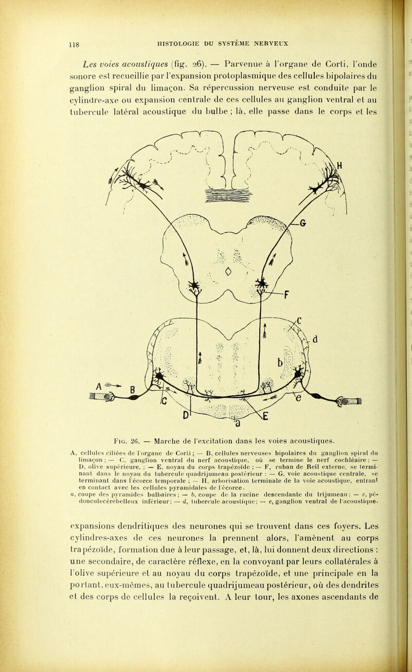 Les voies acoustiques (fig. 26). — Parvenue à l'organe de Corli, l'oncle sonore est recueillie par l'expansion protoplasmique des cellules bipolaires du ganglion spiral du limaçon. Sa répercussion nerveuse est conduite par le cylindre-axe ou expansion centrale de ces cellules au ganglion ventral et au tubercule latéral acoustique du bulbe ; là. elle passe dans le corps et les A, cellules ciliées de l'organe de Corli ; — B, cellules nerveuses bipolaires du ganglion spiial du limaçon ; — C, ganglion ventral du nerf acoustique, où se termine le nerf cochléaire ; — D, olive supérieure. ; — E, noyau du corps trapézoïde ;— F, ruban de Reil externe, se termi- nant dans le noyau du tubercule quadrijumeau postérieur : — G, voie acoustique centrale, se terminant dans l'écorce temporale ; — II, arborisation terminale de la voie acoustique, entrant en contact avec les cellules pyramidales de l'écorce. fl, coupe des pyramides bulbaires ; — 6, coupe de la racine descendante du trijumeau ; — e, pé- donculecérébelleux inférieur; — d, tubercule acoustique ; — e, ganglion ventral de l'acoustique. expansions dendritiques des neurones qui se trouvent dans ces foyers. Les cylindres-axes de ces neurones la prennent alors, l'amènent au corps trapézoïde, formation due à leur passage, et, là, lui donnent deux directions : une secondaire, de caractère réflexe, en la convoyant par leurs collatérales à l'olive supérieure et au noyau du corps trapézoïde, et une principale en la portant, eux-mêmes, au tubercule quadrijumeau postérieur, où desdendrites et des corps de cellules la reçoivent. A leur tour, les axones ascendants de