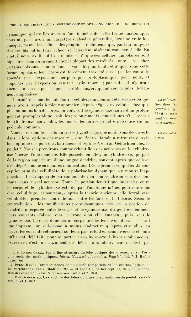 dynamique, qui est l'expression fonctionnelle de cette forme anatomique, nous ait paru avoir un caractère d'absolue généralité, être une vraie loi, puisque, même les cellules des ganglions rachidiens, qui, par leur unipola- rité, semblaient lui faire échec, se laissaient aisément ramener à elle. En effet, il nous avait suffi de montrer : i° que ces cellules unipolaires sont bipolaires, temporairement chez la plupart des vertébrés, toute la vie chez certains poissons, comme nous l'avons dit plus haut, et 2» que, sous cette forme bipolaire, leur corps est forcément traversé aussi par les courants amenés par l'expansion périphérique, protoplasmi([ue, pour nous, et emportés par l'expansion centrale cylindre-axile ; par suite, il n'y avait aucune raison de penser que cela dût changer, quand ces cellules devien- nent vinipolaires. Considérons maintenant d'autres cellules, qui nous ont été révélées ou quc nous avons appris à mieux apprécier depuis 1891, des cellules chez qui, plus ou moins loin du corps, on voit, soit le cylindre-axe naître d'un prolon- gement protoplasmique, soit les prolongements dendritiques s'insérer sur le cylindre-axe, soit, enfin, les uns et les autres prendre naissance sur un pédicule commun. Voici par exemplela celluleàcrosse(fig. 286129), que nous avons découverte dans le lobe optique des oiseaux que Pedro Ramôn a retrouvée dans le lobe optique des poissons, batraciens et reptiles^, et Van Gehuchten chez le poulet Nous la prendrons comme échantillon des neurones où le cylindre- axe émerge d'ime dendrite. Elle possède, en effet, un cylindre-axe, qui part de la région supérieure d'une longue dendrite, .souvent après que celle-ci s'est déjà épanouie en maintes ramifications.Dès le premier coup d'œil,la con- ception primitive cellulipète de la polarisation dynamique s'y montre inap- plicable. Il est impossible par son aide de rien comprendre au sens des cou- rants dans un tel neurone. Toute la portion dendritique intercalée entre le corps et le cylindre-axe est, de par l'anatomie même, pourrions-nous dire, cellulifuge, et pourtant, d'après la théorie ancienne, elle devrait être cellulipète ; première contradiction entre les faits et la théorie. Seconde contradiction : les ramifications protoplasmiques nées de la portion de dendrite interposée entre le corps et le cylindre-axe dirigent évidemment leurs courants d'abord vers le tronc d'où elle émanent, puis vers le cylindre-axe. Ce n'est donc pas au corps qu'elles les envoient, car ce serait une impasse, un cul-de-sac, à moins d'admettre qu'après être allés au corps, les courants retournent sur leurs pas, refont en sens inverse le chemin qu'ils ont déjà fait, pour se porter au cylindre-axe. L'invraisemblance est excessive ; c'est un argument de théorie aux abois, car il n'est pas La polarisa- tion dans les cellules ■« cy- lindre-axe combiné avec les dendrites. La cellule à crosse. 1. S. Ramôn Cajal, Sur la fine structure du lobe optique des oiseaux et sur l'ori- gine réelle des nerfs optiques. Intern. Monalschr. f. Anat. u. Physiol., Bd. VII, Heft. 9 et 10, 1891. 2. Pedro Ramô.x. Investigaciones de histologia comparada en los centros ôpticos de los vertebrados. Tesis, Madrid, 1890. — El encéfalo de los reptiles, 1891, et El encé- falo del cainaleôn. Reu. trim. microgr., n'^ 1 et 2, 1896. 3. Van Gehuchten, La structure des lobes optiques chez l'embryon du poulet. La Cel- lule, t. VIII, 1892.