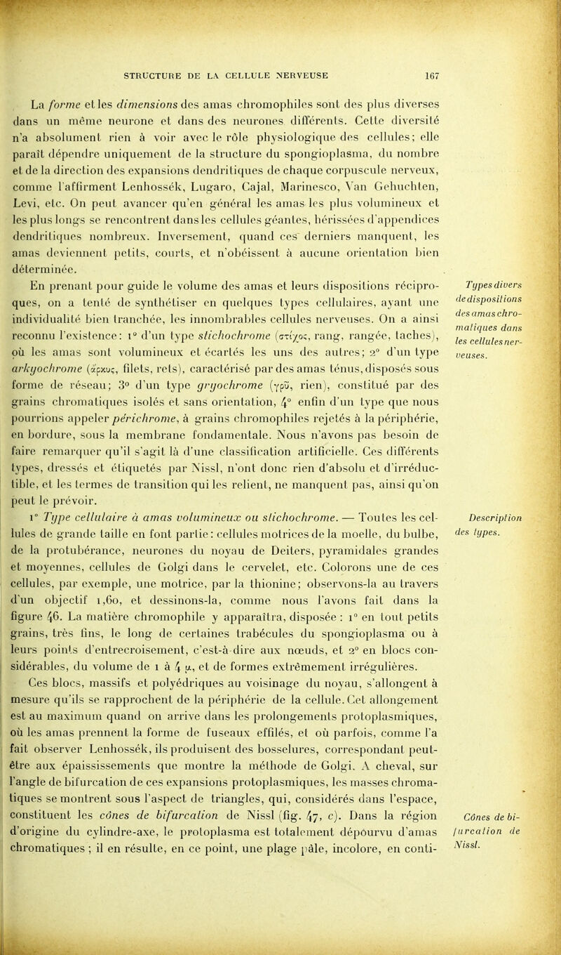 La forme elles dimensions des amas chromophiles sont des plus diverses dans un même neurone et dans des neurones différents. Cette diversité n'a absolument rien à voir avec le rôle physiologique des cellules; elle paraît dépendre uniquement de la structure du spongioplasma, du nombre et de la direction des expansions dendritiques de chaque corpuscule nerveux, comme l'affirment Lenhossék, Lugaro, Cajal, Marinesco, Van Gehuchten, Levi, etc. On peut avancer qu'en général les amas les plus volumineux et les plus longs se rencontrent dans les cellules géantes, hérissées d'appendices dendritiques nombreux. Inversement, quand ces derniers manquent, les amas deviennent petits, courts, et n'obéissent à aucune orientation bien déterminée. En prenant pour guide le volume des amas et leurs dispositions récipro- ques, on a tenté de synthétiser en quelques types cellulaires, ayant xme individualité bien tranchée, les innombrables cellules nerveuses. On a ainsi reconnu l'existence: d'un type stichochrome (crr/^oc, rang, rangée, taches), oii les amas sont volumineux et écartés les uns des autres; 2° d'un type arkyochrome (apxuç, filets, rets), caractérisé par des amas ténus, disposés sous forme de réseau; 3° d'un type grijochrome (ypii, rien), constitué par des grains chromatiques isolés et sans orientation, 4° enfin d'un type que nous pourrions appeler/)er/c/?ron2e, à grains chromophiles rejetés à la périphérie, en bordure, sous la membrane fondamentale. Nous n'avons pas besoin de faire remarquer qu'il s'agit là d'une classification artificielle. Ces différents types, dressés et étiquetés par Nissl, n'ont donc rien d'absolu et d'irréduc- tible, et les termes de transition qui les relient, ne manquent pas, ainsi qu'on peut le prévoir. 1° Type cellulaire à amas volumineux ou slichochrome. — Toutes les cel- lules de grande taille en font partie: cellules motrices de la moelle, du bulbe, de la protubérance, neurones du noyau de Deiters, pyramidales grandes et moyennes, cellules de Golgi dans le cervelet, etc. Colorons une de ces cellules, par exemple, une motrice, par la thionine; observons-la au travei's d'un objectif 1,60, et dessinons-la, comme nous l'avons fait dans la figure 46. La matière chromophile y apparaîtra, disposée : 1 en tout petits grains, très fins, le long de certaines trabécules du spongioplasma ou à leurs points d'entrecroisement, c'est-à-dire aux nœuds, et 2° en blocs con- sidérables, du volume de 1 à 4 .-i et de formes extrêmement irrégulières. Ces blocs, massifs et polyédriques au voisinage du noyau, s'allongent à mesure qu'ils se rapprochent de la périphérie de la cellule. Cet allongement est au maximum quand on arrive dans les prolongements protoplasmiques, où les amas prennent la forme de fuseaux effilés, et où parfois, comme l'a fait observer Lenhossék, ils produisent des bosselures, correspondant peut- être aux épaississements que montre la méthode de Golgi. A cheval, sur l'angle de bifurcation de ces expansions protoplasmiques, les masses chroma- tiques se montrent sous l'aspect de triangles, qui, considérés dans l'espace, constituent les cônes de bifurcalion de Nissl (fig. 47> c). Dans la région d'origine du cylindre-axe, le protoplasma est totalement dépourvu d'amas chromatiques ; il en résulte, en ce point, une plage j-àle, incolore, en conti- Types divers dedispositlons des amas chro- maliques dans les cellules ner- veuses. Description des types. Cônes de bi- furcation de Nissl.