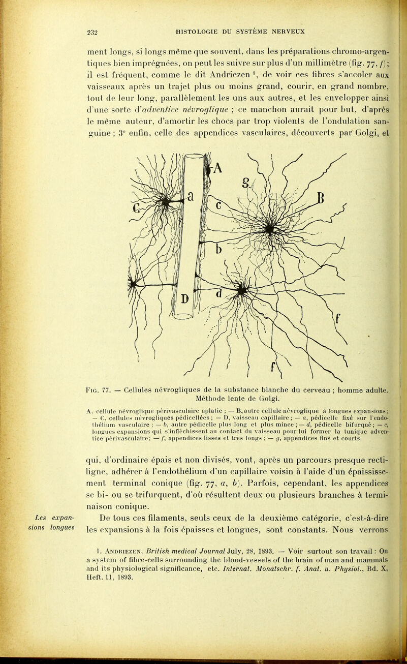 ment longs, si longs même que souvent, dans les préparations chromo-argen- tiques bien imprégnées, on peut les suivre sur plus d'un millimètre (fig. 77, /) ; il est fréquent, comme le dit Andriezen \ de voir ces fibres s'accoler aux vaisseaux après un trajet plus ou moins grand, courir, en grand nombre, tout de leur long, parallèlement les uns aux autres, et les envelopper ainsi d'une sorte d'adventice névroglique ; ce manchon aurait pour but, d'après le même auteur, d'amortir les chocs par trop violents de l'ondulation san- guine ; 3° enfin, celle des appendices vasculaires, découverts par Golgi, et FiG. 77. — Cellules névrogliques de la substance blanche du cerveau ; homme adulte. Méthode lente de Golgi. A, cellule névroglique périvasculaire aplalie ; — B,autre cellule névroglique à longues expansions; — C, cellules névrogliques pédicellées ; — D, vaisseau capillaire; — a, pédicelle fixé sur lendo- I liélium vasculaire ; — 6, autre pédicelle plus long et plus mince ; — d, pédicelle bifurqué ; — c, longues expansions qui s'infléchissent au contact du vaisseau pour lui former la (unique adven- tice périvasculaire; — f, appendices lisses et très longs ; — g, appendices fins et courts. qui, d'ordinaire épais et non divisés, vont, après un parcours presque recti- ligne, adhérer à l'endothélium d'un capillaire voisin à l'aide d'un épaississe- ment terminal conique (fîg. 77, a, b). Parfois, cependant, les appendices se bi- ou se trifurquent, d'où résultent deux ou plusieurs branches à termi- naison conique. Les expan- De tous ces filaments, seuls ceux de la deuxième catégorie, c'est-à-dire ons longues ^es expansions à la fois épaisses et longues, sont constants. Nous verrons 1. Andriezen, British médical Journal inXy, 28, 1893. — Voir surtout son travail: On a System of fibre-cells surrounding the blood-vessels of the brain of man and mammals and its physiological signiflcance, etc. Internai. Monatschr. f. Anal. u. Physiol., Bd. X, Heft. 11, 1893.