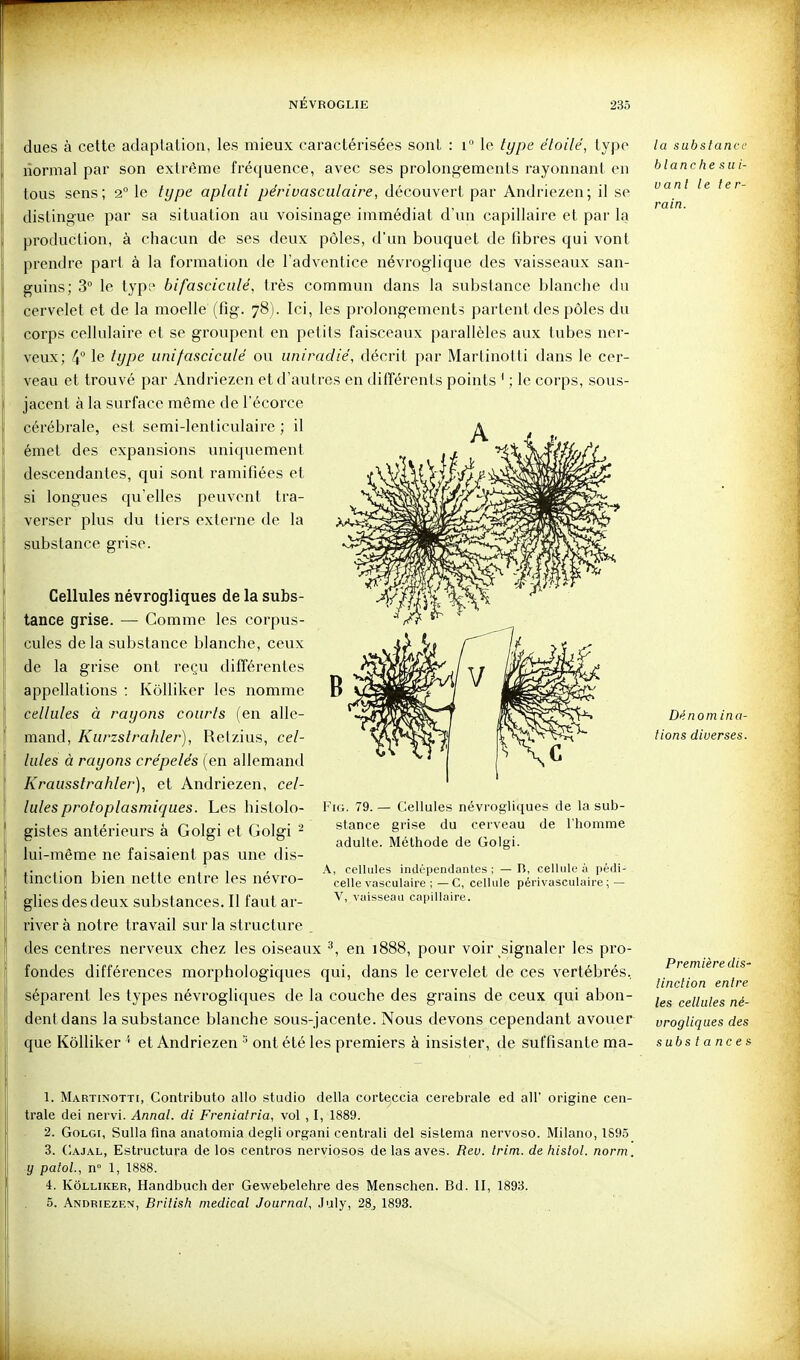 dues à cette adaplalioa, les mieux caractérisées sont : i le type étoile, type normal par son extrême fréquence, avec ses prolongements rayonnant en tous sens; 2° le type aplati périvasculaire, découvert par Andriezen; il se distingue par sa situation au voisinage immédiat d'un capillaire et par la production, à chacun de ses deux pôles, d'un bouquet de fibres qui vont prendre part à la formation de l'adventice névroglique des vaisseaux san- guins; 3° le typt bifascicule, très commun dans la substance blanche du cervelet et de la moelle (fig. 78). Ici, les prolongements partent des pôles du corps cellulaire et se groupent en petits faisceaux parallèles aux tubes ner- veux; 4° le type uni fascicule ou uniradié, décrit par Martinotti dans le cer- veau et trouvé par Andriezen et d'autres en différents points ' ; le corps, sous- jacent à la surface même de l'écorce cérébrale, est semi-lenticulaire ; il émet des expansions uniquement descendantes, qui sont ramifiées et si longues qu'elles peuvent tra- verser plus du tiers externe de la substance grise. Cellules névrogliques de la subs- tance grise. — Comme les corpus- cules de la substance blanche, ceux de la grise ont reçu différentes appellations : Kôlliker les nomme cellules à rayons courts (en alle- mand, Kurzstra/iler), Retzius, cel- lules à rayons cre'pelés (en allemand Krausstrahler), et Andriezen, cel- lules protoplasmiques. Les hislolo- gistes antérieurs â Golgi et Golgi - lui-même ne faisaient pas une dis- tinction bien nette entre les névro- glies des deux substances. Il faut ar- river à notre travail sur la structure . des centres nerveux chez les oiseaux ^, en 1888, pour voir signaler les pro- fondes différences morphologiques qui, dans le cervelet de ces vertébrés, séparent les types névrogliques de la couche des grains de ceux qui abon- dent dans la substance blanche sous-jacente. Nous devons cependant avouer que Kôlliker '' et Andriezen '-^ ont été les premiers à insister, de suffisante ma- FiG. 79. — Cellules névrogliques de la sub- stance grise du cerveau de l'homme adulte. Méthode de Golgi. A, cellules indépendantes ; — B, cellule à pédi- celle vasculaire ; — C, cellule périvasculaire; — V, vaisseau capillaire. la substance blanche sui- vant le ter- rain. Dénomina- tions diverses. Première diS' tinction entre les cellules né- vrogliques des subs t a ne e S: 1. Martinotti, Contributo allo studio délia corteccia cérébrale ed ail' origine cen- trale dei nervi. Annal, di Freniatria, vol , I, 1889. 2. Golgi, Sulla fîna anatomia degli organi centrali del sistema nervoso. Milano, 189.5 3. (Iajal, Estructura de los centres nerviosos de las aves. Rev. Irim. de histol. norm. y paioL, n° 1, 1888. i. Kôlliker, Handbuch der Gewebelehre des Menschen. Bd. II, 1893. 5. Andriezen, British médical Journal, July, 28^ 1893.