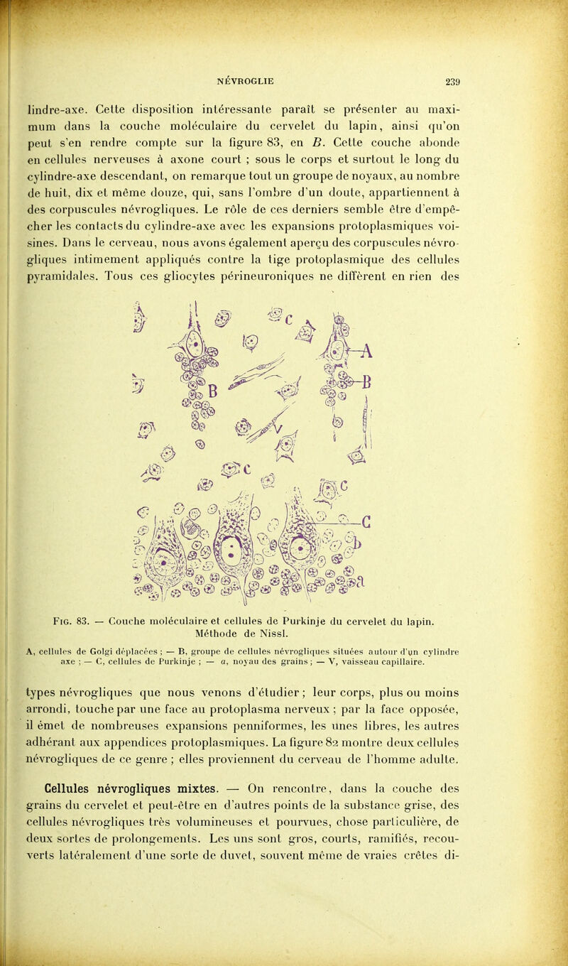 lindre-axe. Cette disposition intéressante paraît se présenter au maxi- mum dans la couche moléculaire du cervelet du lapin, ainsi qu'on peut s'en rendre compte sur la figure 83, en B. Cette couche abonde en cellules nerveuses à axone court ; sous le corps et surtout le long du cylindre-axe descendant, on remarque tout un groupe de noyaux, au nombre de huit, dix et même douze, qui, sans l'ombre d'un doute, appartiennent à des corpuscules névrogliques. Le rôle de ces derniers semble être d'empê- cher les contacts du cylindre-axe avec les expansions protoplasmiques voi- sines. Dans le cerveau, nous avons également aperçu des corpuscules névro- gliques intimement appliqués contre la tige protoplasmique des cellules pyramidales. Tous ces gliocytes périneuroniques ne diffèrent en rien des FiG. 83. — Couche moléculaire et cellules de Purkinje du cervelet du lapin. Méthode de Nissl. A, cellules de Golgi déplacées ; — B, groupe de cellules névrogliques situées autour d'yn cylindre axe ; — C, cellules de Purkinje ; — a, noyau des grains ; — V, vaisseau capillaire. types névrogliques que nous venons d'étudier; leur corps, plus ou moins arrondi, touche par une face au protoplasma nerveux ; par la face opposée, il émet de nombreuses expansions penniformes, les unes libres, les autres adhérant aux appendices protoplasmiques. La figure 82 montre deux cellules névrogliques de ce genre ; elles proviennent du cerveau de l'homme adulte. Cellules névrogliques mixtes. — On rencontre, dans la couche des grains du cervelet et peut-être en d'autres points de la substance grise, des cellules névrogliques très volumineuses et pourvues, chose particulière, de deux sortes de prolongements. Les uns sont gros, courts, ramifiés, recou- verts latéralement d'une sorte de duvet, souvent même de vraies crêtes di-