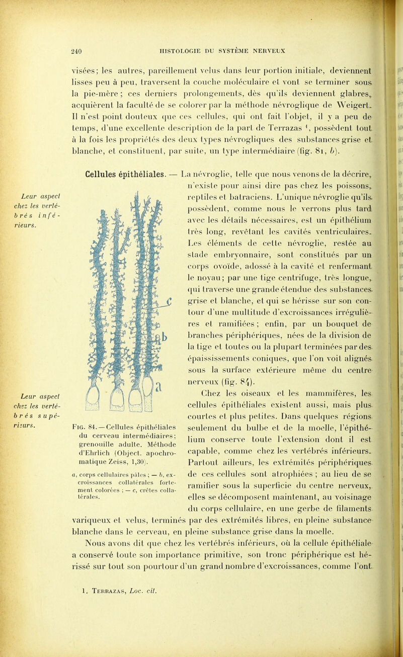 visées; les autres, pareillement velus dans leur portion initiale, deviennent lisses peu à peu, traversent la couche moléculaire et vont se terminer sous la pie-mère ; ces derniers prolongements, dès qu'ils deviennent glabres,, acquièrent la faculté de se colorer par la méthode névroglique de Weigert. Il n'est point douteux que ces cellules, qui ont fait l'objet, il y a peu de temps, d'une excellente description de la part de Terrazas ', possèdent tout à la fois les propriétés des deux types névrogliques des substances grise et. blanche, et constituent, par suite, un type intermédiaire (fig. 8i, 6). Cellules épithéliales. Leur aspect chez les verié- brés infé- rieurs. Leur aspecl chez les verté- b r é s s u pé- r leur s. La névroglie, t elle que novis venons de la décrire,, n'existe pour ainsi dire pas chez les poissons,, reptiles et batraciens. L'unique névroglie qu'ils, possèdent, comme nous le verrons plus tard avec les détails nécessaires, est un épithélium très long, revêtant les cavités ventriculaires^ Les éléments de cette névroglie, restée au stade embryonnaire, sont constitués par un corps ovoïde, adossé à la cavité et renfermant le noyau; par une tige centrifuge, très longue,, qui traverse une grande étendue des substances, grise et blanche, et qui se hérisse sur son con- tour d'une multitude d'excroissances irréguliè- res et ramifiées ; enfin, par un bouquet de branches péi'iphériques, nées de la division de la tige et toutes ou la plupart terminées par des épaississements coniques, que l'on voit alignés sous la surface extérieure même du centre nerveux (fig. 84). Chez les oiseaux et les mammifères, les cellules épithéliales existent aussi, mais plus courtes et plus petites. Dans quelques régions seulement du bulbe et de la moelle, l'épithé- lium conserve toute l'extension dont il est capable, comme chez les vertébrés inférieurs. Partout ailleurs, les extrémités périphériques de ces cellules sont atrophiées ; au lieu de se ramifier sous la superficie du centre nerveux, elles se décomposent maintenant, au voisinage du corps cellulaire, en une gerbe de filaments- variqueux et velus, terminés par des extrémités libres, en pleine substance- blanche dans le cerveau, en pleine substance grise dans la moelle. Nous avons dit que chez les vertébrés inférieurs, où la cellule épithéliales a conservé toute son importance primitive, son tronc périphérique est hé- rissé sur tout son pourtour d'un grand nombre d'excroissances, comme l'ont. FiG. 84. —Cellules épithéliales du cerveau intermédiaires; grenouille adulte. Méthode d'Ehrlich (Object. apochro- matique Zeiss, 1,30). a, corps cellulaires pâles ; — h, e.x- croissances collatérales forte- menl colorées ; — c, crêtes colla- térales. 1. Terrazas, Loc. cit.