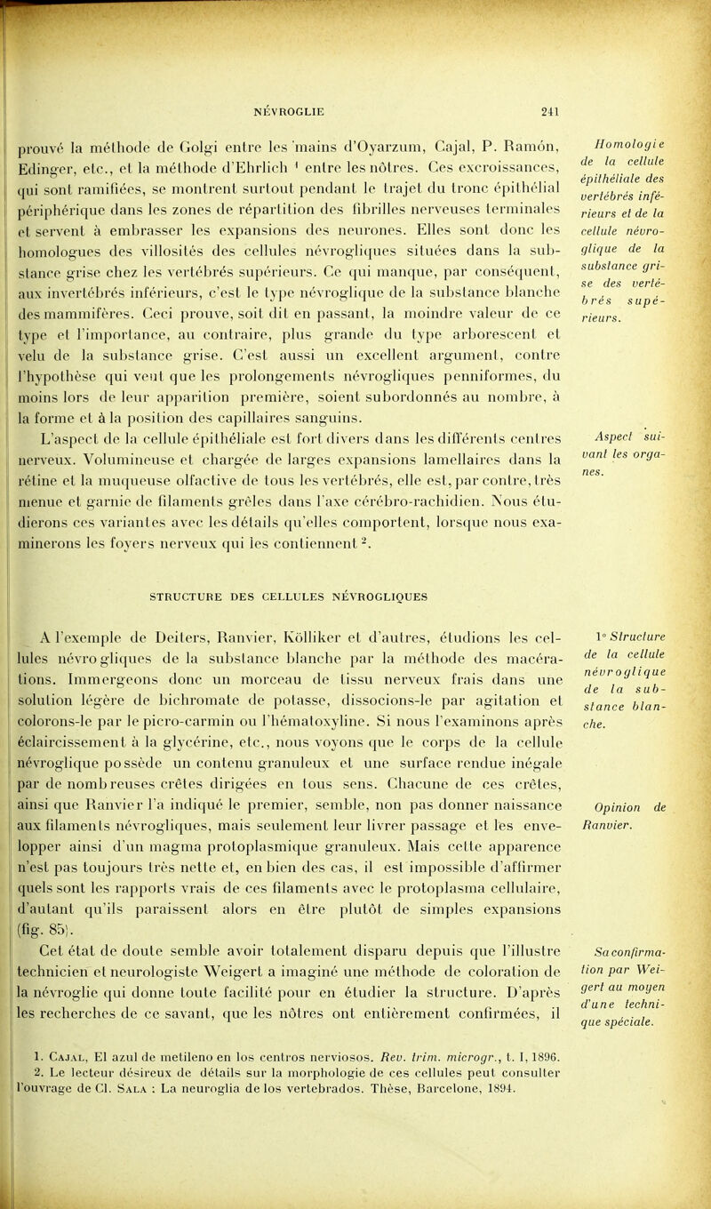 prouvé la méthode de Golgi entre les mains d'Oyarzum, Cajal, P. Ramôn, Edinger, etc., et la méthode d'Ehrlich ' entre les nôtres. Ces excroissances, qui sont ramifiées, se montrent surtout pendant le trajet du tronc épithélial périphérique dans les zones de répartition des fibrilles nerveuses terminales et servent à embrasser les expansions des neurones. Elles sont donc les homologues des villosilés des cellules névrogliques situées dans la sub- stance grise chez les vertébrés supérieurs. Ce qui manque, par conséquent, aux invertébrés inférieurs, c'est le type névroglique de la substance blanche des mammifères. Ceci prouve, soit dit en passant, la moindre valeur de ce type et l'importance, au contraire, plus grande du type arborescent et velu de la substance grise. C'est aussi un excellent argvmient, contre l'hypothèse qui veut que les prolongements névrogliques penniformes, du moins lors de leur apparition première, soient subordonnés au nombre, à la forme et à la position des capillaires sanguins. L'aspect de la cellule épithéliale est fort divers dans les différents centres nerveux. Volumineuse et chargée de larges expansions lamellaires dans la rétine et la muqueuse olfactive de tous les vertébrés, elle est, par contre, très menue et garnie de filaments grêles dans l'axe cérébro-rachidien. Novis étu- dierons ces variantes avec les détails qu'elles comportent, lorsque nous exa- minerons les foyers nerveux qu^i les contiennent -. Homologi e de la cellule épithéliale des verlébrés infé- rieurs et de la cellule névro- glique de la substance gri- se des verté- brés supé- rieurs. Aspect sui- vant les orga- nes. STRUCTURE DES CELLULES NEVROGLIQUES A l'exemple de Deilers, Ranvier, Kôlliker et d'autres, étudions les cel- lules uévro gliques de la substance blanche par la méthode des macéra- tions. Immergeons donc un morceau de tissu nerveux frais dans une solution légère de bichromate de potasse, dissocions-le par agitation et colorons-le par le picro-carmin ou l'hématoxyline. Si nous l'examinons après éclaircissement à la glycérine, etc., nous voyons que le corps de la cellule névroglique possède un contenu granuleux et une surface rendue inégale par de nomb rouses crêtes dirigées en tous sens. Chacune de ces crêtes, ainsi que Ranvier l'a indiqué le premier, semble, non pas donner naissance aux filaments névrogliques, mais seulement leur livrer passage et les enve- lopper ainsi d'un magma protoplasmique granuleux. Mais cette apparence n'est pas toujours très nette et, en bien des cas, il est impossible d'affirmer quels sont les rapports vrais de ces filaments avec le protoplasma cellulaire, d'autant qu'ils paraissent alors en être plutôt de simples expansions (fig. 85). Cet état de doute semble avoir totalement disparu depuis que l'illustre technicien et neurologiste Weigert a imaginé une méthode de coloration de la névroglie qui donne toute facilité pour en étudier la structure. D'après les recherches de ce savant, que les nôtres ont entièrement confirmées, il 1° Structure de la cellule névroglique de la sub- stance blan- che. Opinion de Ranvier. Sa confirma- tion par Wei- gert au moyen d'une techni- que spéciale. 1. Cajal, El azul de metileno en los centres nerviosos. Rev. trini. microgr., t. 1,1896. 2. Le lecteur désireux de détails sur la morphologie de ces cellules peut consulter l'ouvrage de Cl. Sala : La neuroglia de los vertebrados. Thèse, Barcelone, 1894.