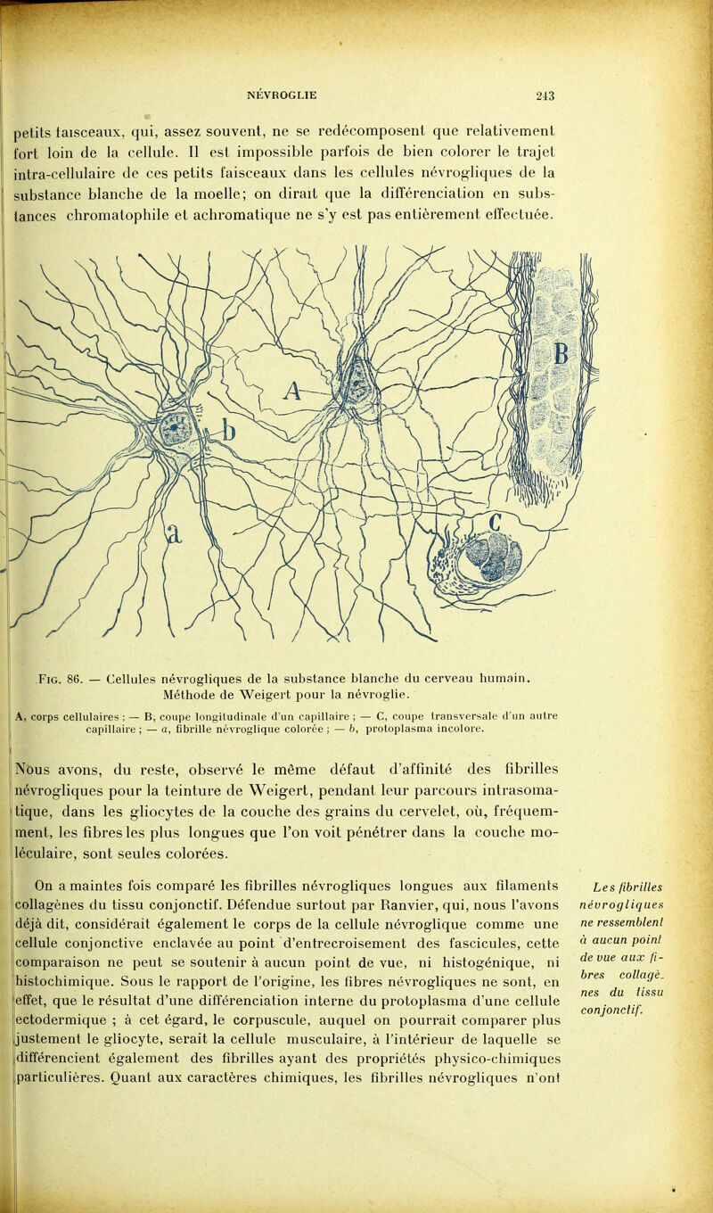 petits faisceaux, qui, assez souvent, ne se redécomposent que relativement fort loin de la cellule. Il est impossible parfois de bien colorer le trajet intra-cellulaire de ces petits faisceaux dans les cellules névrogliques de la substance blanche de la moelle; on dirait que la différenciation en subs- tances chromatophile et achromatique ne s'y est pas entièrement effectuée. FiG. 86. — Cellules névrogliques de la substance blanche du cerveau humain. Méthode de Weigert pour la névroglie. A, corps cellulaires ; — B, coupe longitudinale d'un capillaire ; — C, coupe transversale d'un autre capillaire ; — a, fibrille névroglique colorée ; — 6, protoplasma incolore. Nbus avons, du reste, observé le même défaut d'affinité des fibrilles névrogliques pour la teinture de Weigert, pendant leur parcours intrasoma- tique, dans les gliocytes de la couche des grains du cervelet, où, fréquem- ment, les fibres les plus longues que l'on voit pénétrer dans la couche mo- léculaire, sont seules colorées. On a maintes fois comparé les fibrilles névrogliques longues aux filaments collagènes du tissu conjonctif. Défendue surtout par Ranvier, qui, nous l'avons déjà dit, considérait également le corps de la cellule névroglique comme une cellule conjonctive enclavée au point d'entrecroisement des fascicules, cette comparaison ne peut se soutenir à aucun point de vue, ni histogénique, ni histochimique. Sous le rapport de l'origine, les fibres névrogliques ne sont, en effet, que le résultat d'une différenciation interne du protoplasma d'une cellule ectodermique ; à cet égard, le corpuscule, auquel on pourrait comparer plus justement le gliocyte, serait la cellule musculaire, à l'intérieur de laquelle se difîérencient également des fibrifies ayant des propriétés physico-chimiques particulières. Quant aux caractères chimiques, les fibrilles névrogliques n'ont Les fibrilles névrogliques ne ressemblent à aucun point de vue aux fi- bres collagè. nés du tissu conjonctif.