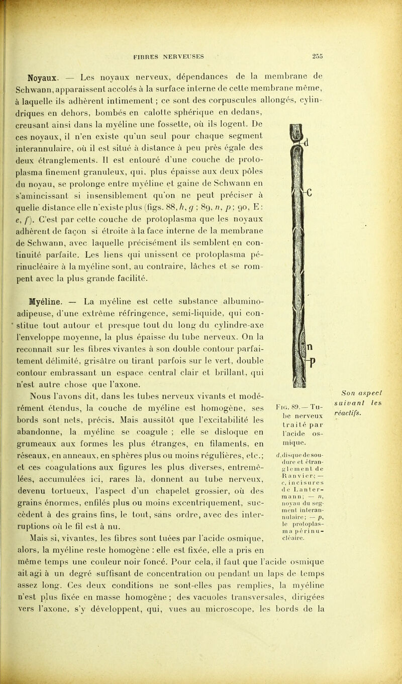 II Noyaux. — Les noyaux nerveux, dépendances de la membrane de Schvvrann, apparaissent accolés à la surface interne de cette membrane même, à laquelle ils adhèrent intimement ; ce sont des corpuscules allongés, cylin- driques en dehors, bombés en calotte sphérique en dedans, creusant ainsi dans la myéline une fossette, où ils logent. De ces noyaux, il n'en existe qu'un seul pour chaque segment interannulaire, où il est situé à distance à peu près égale des deux étranglements. Il est entouré d'une couche de proto- plasma finement granuleux, qui, plus épaisse aux deux pôles du noyau, se prolonge entre myéline et gaine de Schwann en s'amincissant si insensiblement qu'on ne peut préciser à quelle distance elle n'existe plus (figs. 88, /?, g ; 89, n, p ; 90, E : e, f). C'est par cette couche de proloplasma que les noyaux adhèrent de façon si étroite à la face interne de la membrane de Schwann, avec laquelle précisément ils semblent en con- tinuité parfaite. Les liens qui unissent ce protoplasraa pé- rinucléaire à la myéline sont, au contraire, lâches et se rom- pent avec la plus grande facilité. Myéline. — La myéline est cette substance albumino- adipeuse, d'une extrême réfringence, semi-liquide, qui con- ' slitue tout autour et presque tout du long du cylindre-axe l'enveloppe moyenne, la plus épaisse du tube nerveux. On la reconnaît sur les fibres vivantes à son double contour parfai- tement délimité, grisâtre ou tirant parfois sur le vert, double contour embrassant un espace central clair et brillant, qui n'est autre chose que l'axone. Nous l'avons dit, dans les tubes nerveux vivants et modé- rément étendus, la couche de myéline est homogène, ses bords sont nets, précis. Mais aussitôt que l'excitabilité les abandonne, la myéline se coagule ; elle se disloque en grumeaux aux formes les plus étranges, en filaments, en réseaux, en anneaux, en sphères plus ou moins régulières, etc.; et ces coagulations aux figures les plus diverses, entremê- lées, accumulées ici, rares là, donnent au tube nerveux, devenu tortueux, l'aspect d'un chapelet grossier, où des grains énormes, enfilés plus ou moins excentriquement, suc- cèdent à des grains fins, le tout, sans ordre, avec des inter- ruptions où le fil est à nu. Mais si, vivantes, les fibres sont tuées par l'acide osmique, alors, la myéline reste homogène : elle est fixée, elle a pris en même temps une couleur noir foncé. Pour cela, il faut que l'acide osmique ait agi à un degré suffisant de concentration ou pendant un laps de temps assez long. Ces deux conditions ne sont-elles pas remplies, la myéline n'est plus fixée en masse homogène ; des vacuoles transversales, dirigées vers l'axone, s'y développent, qui, vues au microscope, les bords de la n rp mm Fio. 89.—Tu- be nerveux traité par l'acide os- mique. d,disque de sou- dure et étran- Slemenl de R a n V i er ; — f, i n c i su l'es (le L a n t e r- rn a n n ; — /!, noyau du seg- menl inleran- nulaiic ; — p, le proloplas- ma p é r i n u - cléaire. Son aspect suivant les réactifs.