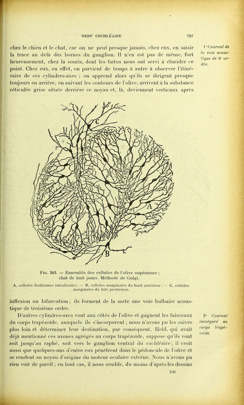 chez le chien et le chat, car on ne peut presque jamais, chez eux, en saisir la trace au delà des bornes du ganglion. Il n'en est pas de même, fort heureusement, chez la souris, dont les fœtus nous ont servi à élucider ce point. Chez eux, en effet, on parvient de temps à autre à observer l'itiné- raire de ces cylindres-axes ; on apprend alors qu'ils se dirigent presque toujours en arrière, en suivant les contours de l'olive, arrivent à la substance réticulée grise située derrière ce noyau et, là, deviennent verticaux après 1° Courant de la voie acous- tique de 3« or- dre. FiG. 343. — Ensemble des cellules de l'olive supérieure ; chat de huit jours. Méthode de Golgi. A, cellules fiisiformes intrafocales ; — B, cellules marginales du bord antérieur ; marginales du hile postérieur. C, cellules inflexion ou bifurcation ; ils forment de la sorte une voie bulbaire acous- tique de troisième ordre. D'autres cylindres-axes vont aux côtés de l'olive et gagnent les faisceaux du corps trapézoïde, auxquels ils s'incorporent; nous n'avons pu les suivre plus loin et déterminer leur destination, par conséquent. Held, qui avait déjà mentionné ces axones agrégés au corps trapézoïde, suppose qu'ils vont isoit jusqu'au raphé, soit vers le ganglion ventral du cochléaire; il croit aussi que quelques-uns d'entre eux pénètrent dans le pédoncule de l'olive et se rendent au noyau d'origine du moteur oculaire externe. Nous n'avons pu rien voir de pareil ; en tout cas, il nous semble, du moins d'après les dessins 106 2° Courant incorporé au corps trapé- zoïde.