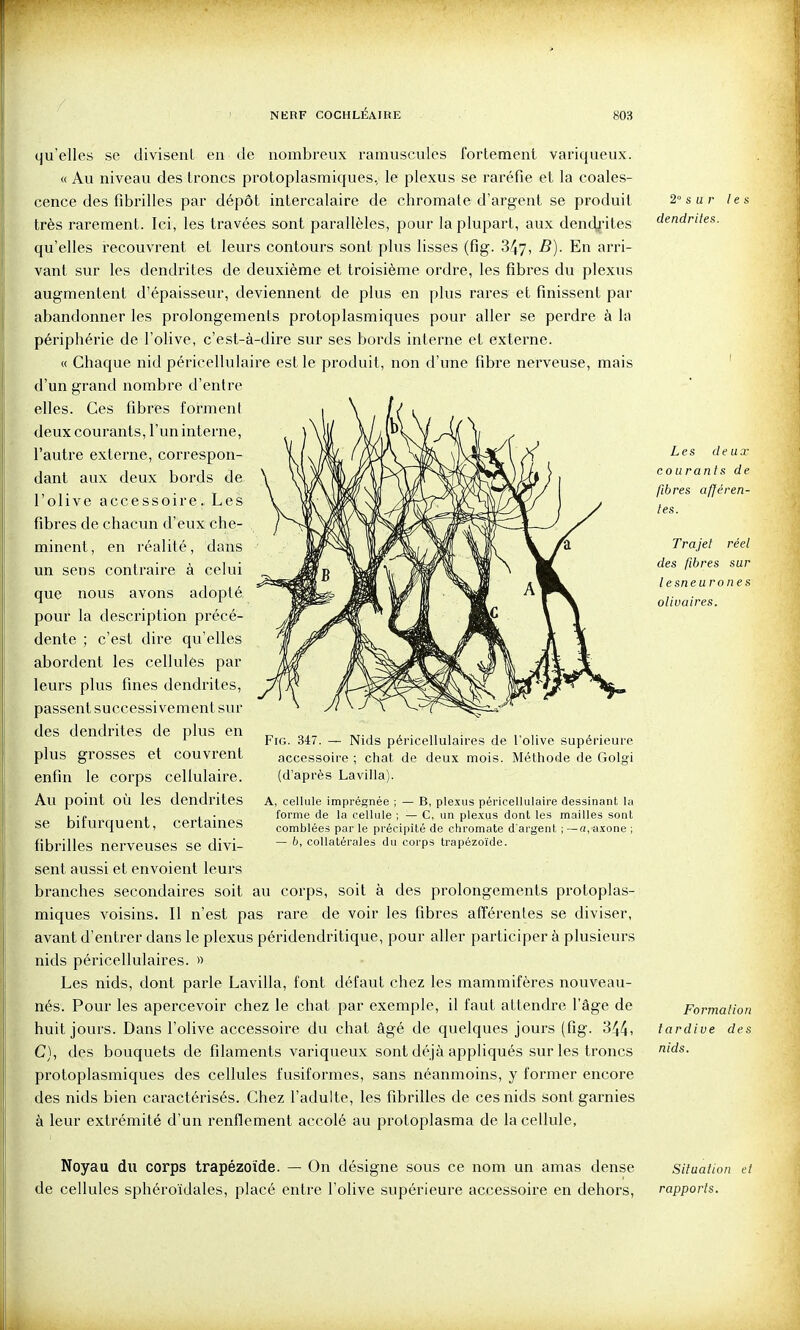qu'elles se divisent en de nombreux ramuscules fortement variqueux. « Au niveau des troncs protoplasmiques, le plexus se raréfie et la coales- cence des fibrilles par dépôt intercalaire de chromate d'argent se produit très rarement. Ici, les travées sont parallèles, pour la plupart, aux den4j'ites qu'elles iecouvrent et leurs contours sont plus lisses (fig. 347, -^)- En arri- vant svu' les dendrites de deuxième et troisième ordre, les fibres du plexus augmentent d'épaisseur, deviennent de plus en plus rares et finissent par abandonner les prolongements protoplasmiques pour aller se perdre à la périphérie de l'olive, c'est-à-dire sur ses bords interne et externe. « Chaque nid péricellulaire est le produit, non d'une fibre nerveuse, mais d'un grand nombre d'entre elles. Ces fibres forment deux courants, l'un interne, l'autre externe, correspon- dant aux deux bords de l'olive accessoire. Les fibres de chacun d'eux che- minent, en réalité, dans un sens contraire à celui que nous avons adopté pour la description précé- dente ; c'est dire qu'elles abordent les cellules par leurs plus fines dendrites, passent successivement sur des dendrites de plus en plus grosses et couvrent enfin le corps cellulaire. Au point où les dendrites se bifurquent, certaines fibrilles nerveuses se divi- sent aussi et envoient leurs branches secondaires soit au corps, soit à des prolongements protoplas- miques voisins. Il n'est pas rare de voir les fibres afférentes se diviser, avant d'entrer dans le plexus péridendritique, pour aller participer à plusieurs nids péricellulaires. » Les nids, dont parle Lavilla, font défaut chez les mammifères nouveau- nés. Pour les apercevoir chez le chat par exemple, il faut attendre l'âge de huit jours. Dans l'olive accessoire du chat âgé de quelques jours (fig. 34^, C), des bouquets de filaments variqueux sont déjà appliqués sur les troncs protoplasmiques des cellules fusiformes, sans néanmoins, y former encore des nids bien caractérisés. Chez l'adulte, les fibrilles de ces nids sont garnies à leur extrémité d'un renflement accolé au protoplasma de la cellule, Fig. 347. — Nids péricellulaires de l'olive supérieure accessoire ; chat de deux mois. Méthode de Golgi (d'après Lavilla). A, cellule imprégnée ; — B, plexus péricellulaire dessinant la forme de la cellule ; — C, un plexus dont les mailles sont comblées par le précipité de chromate d'argent ; —a, axone ; — &, collatérales du corps trapézoïde. 2° s u r les dendrites. Les deux courants de fibres afféren- tes. Tra jet réel des fibres sur lesneuro nés olivâtres. Formation tardive des nids. Noyau du corps trapézoïde. — On désigne sous ce nom un amas dense de cellules sphéroïdales, placé entre l'olive supérieure accessoire en dehors. Situation et rapports.