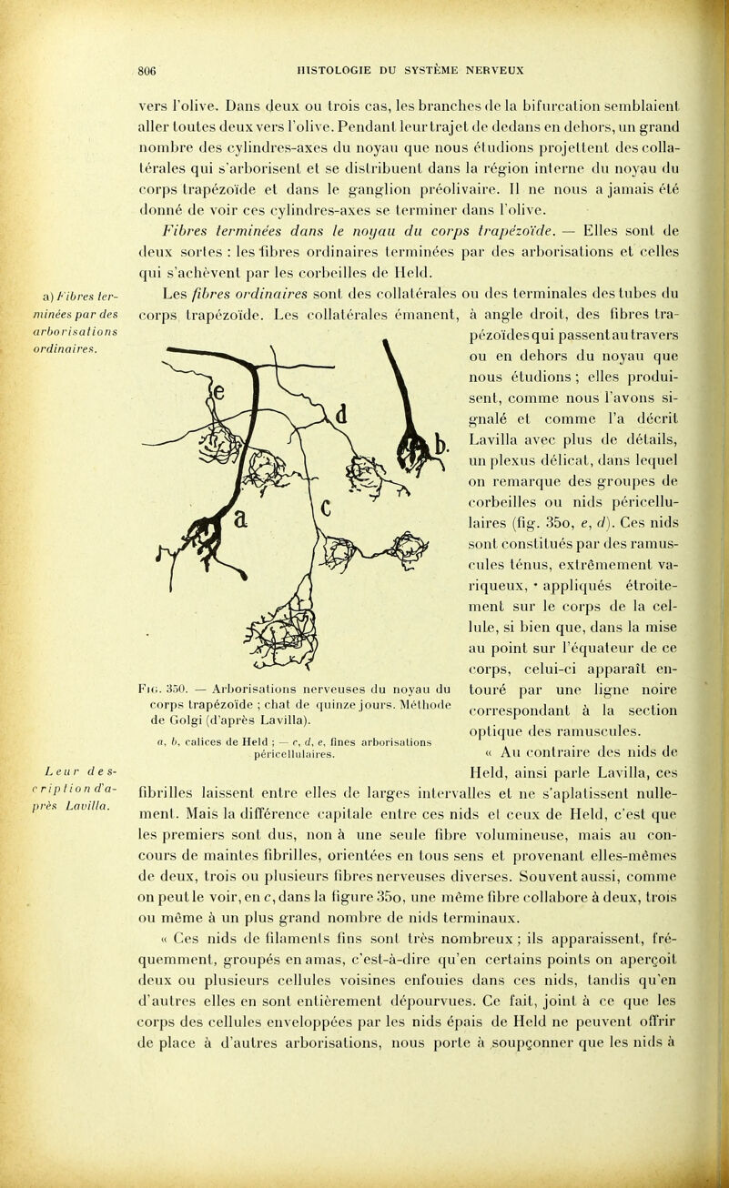 a) Fibres ter- minées par des arborisations ordinaires. Leur d e s- r rip lion d'a- près Lauilla. vers l'olive. Dans deux ou trois cas, les branches de la bifurcation semblaient aller toutes deux vers l'olive. Pendant leur trajet de dedans en dehors, un grand nombre des cylindres-axes du noyau que nous étudions projettent des colla- térales qui s'arborisent et se distribuent dans la région interne du noyau du corps trapézoïde et dans le ganglion préolivaire. 11 ne nous a jamais été donné de voir ces cylindres-axes se terminer dans l'olive. Fibres terminées dans le noyau du corps trapézoïde. — Elles sont de deux sortes : les fibres ordinaires terminées par des arborisations et celles qui s'achèvent par les corbeilles de Held. Les fibres ordinaires sont des collatérales ou des terminales des tubes du corps trapézoïde. Les collatérales émanent, à angle droit, des fibres tra- pézoïdesqui passent au travers ou en dehors du noyau que nous étudions ; elles produi- sent, comme nous l'avons si- gnalé et comme l'a décrit Lavilla avec plus de détails, un plexus délicat, dans lequel on remarque des groupes de corbeilles ou nids péricellu- laires (fig. 35o, e, d). Ces nids sont constitués par des ramus- cules ténus, extrêmement va- riqueux, • appliqués étroite- ment sur le corps de la cel- lule, si bien que, dans la mise au point sur l'équateur de ce corps, celui-ci apparaît en- touré par une ligne noire correspondant à la section optique des ramuscules. « Au contraire des nids de Held, ainsi parle Lavilla, ces fibrilles laissent entre elles de larges intervalles et ne s'aplatissent nulle- ment. Mais la différence capitale entre ces nids el ceux de Held, c'est que les premiers sont dus, non à une seule fibre volumineuse, mais au con- cours de maintes fibrilles, orientées en tous sens et provenant elles-mêmes de deux, trois ou plusieurs fibres nerveuses diverses. Souvent aussi, comme on peut le voir, en c, dans la figure 35o, une même fibre collabore à deux, trois ou môme à un plus grand nombre de nids terminaux. « Ces nids de filaments fins sont très nombreux ; ils apparaissent, fré- quemment, groupés en amas, c'est-à-dire qu'en certains points on aperçoit deux ou plusieurs cellules voisines enfouies dans ces nids, tandis qu'en d'autres elles en sont entièrement dépourvues. Ce fait, joint à ce que les corps des cellules enveloppées par les nids épais de Held ne peuvent offrir de place à d'autres arborisations, nous porte à soupçonner que les nids à Fk;. 350. — Arborisations nerveuses du noyau du corps trapézoïde ; chat de quinze jours. Méthode de Golgi (d'après Lavilla). n, h, calices de Held ; — c, d, e, fines arborisations péricellulaires.