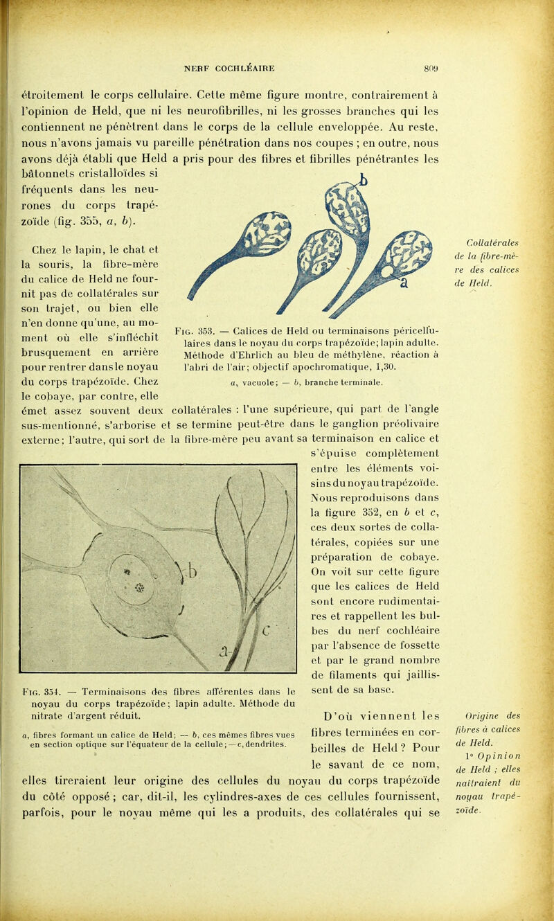 FiG. 353. — Calices de Held ou terminaisons péricellu- laires dans le noyau du corps trapézoïde; lapin adulte. Méthode d'Ehrlich au bleu de méthylène, réaction à l'abri de l'air; objectif apochromatique, 1,30. a, vacuole; — b, branche terminale. étroitement le corps cellulaire. Cette même figure montre, contrairement à l'opinion de Held, que ni les neurofibrilles, ni les grosses branches qui les contiennent ne pénètrent dans le corps de la cellule enveloppée. Au reste, nous n'avons jamais vu pareille pénétration dans nos coupes ; en outre, nous avons déjà établi que Held a pris pour des fibres et fibrilles pénétrantes les bâtonnets cristalloïdes si fréquents dans les neu- rones du corps trapé- zoïde (fig. 355, a, b). Chez le lapin, le chat et la souris, la fibre-mère du calice de Held ne four- nit pas de collatérales sur son trajet, ou bien elle n'en donne qu'une, au mo- ment où elle s'infléchit brusquement en arrière pour rentrer dans le noyau du corps trapézoïde. Chez le cobaye, par contre, elle émet assez souvent deux collatérales : l'une supérieure, qui part de l'angle sus-mentionné, s'arborise et se termine peut-être dans le ganglion préolivaire externe; l'autre, qui sort de la fibre-mère peu avant sa terminaison en calice et s'épuise complètement entre les éléments voi- sins du noyau trapézoïde. Nous reproduisons dans la figure 332, en b et c, ces deux sortes de colla- térales, copiées sur une préparation de cobaye. On voit sur cette figure que les calices de Held sont encore rudimentai- res et rappellent les bul- bes du nerf cochléaire l)ar l'absence de fossette et par le grand nombre de filaments qui jaillis- FiG. 334. — Terminaisons des fibres afférentes dans le sent de sa base, noyau du corps trapézoïde; lapin adulte. Méthode du nitrate d'argent réduit. a, fibres formant un calice de Held; — b, ces mêmes fibres vues en section optique sur l'équateur de la cellule ;— c, dendrites. D'où viennent les fibres terminées en cor- beilles de Held? Pour le savant de ce nom, elles tireraient leur origine des cellules du noyau du corps trapézoïde du côté opposé ; car, dit-il, les cylindres-axes de ces cellules fournissent, parfois, pour le noyau même qui les a produits, des collatérales qui se Collatérales de la fibre-mè- re des calicea de Ileld. Origine des fibres à calices de Held. 1  Opinion de Held ; elles naîtraient du noyau Irapé-