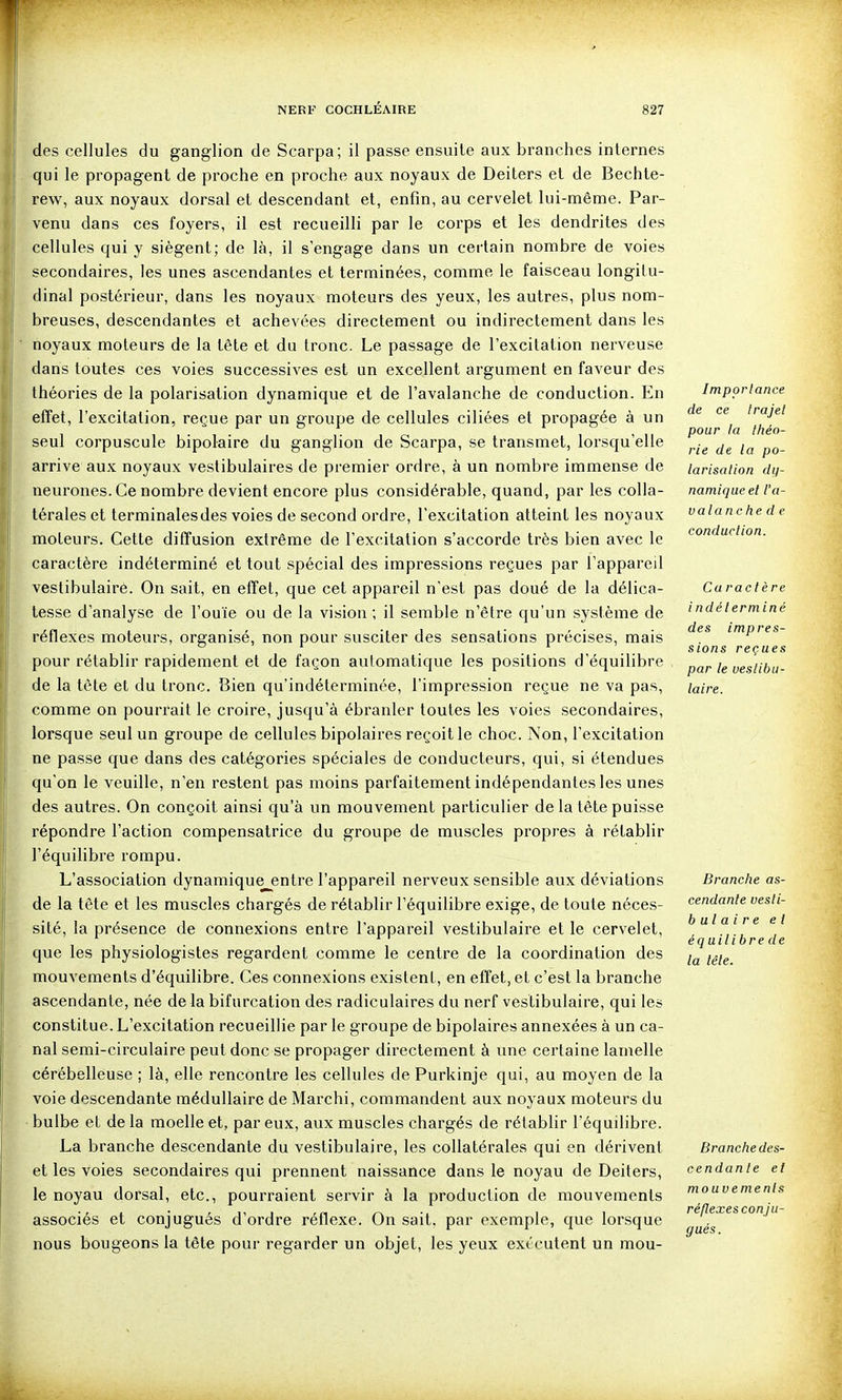 des cellules du ganglion de Scarpa; il passe ensuite aux branches internes qui le propagent de proche en proche aux noyaux de Deiters et de Bechte- rew, aux noyaux dorsal et descendant et, enfin, au cervelet kii-même. Par- venu dans ces foyers, il est recueilli par le corps et les dendrites des cellules qui y siègent; de là, il s'engage dans un certain nombre de voies secondaires, les unes ascendantes et terminées, comme le faisceau longitu- dinal postérieur, dans les noyaux moteurs des yeux, les autres, plus nom- breuses, descendantes et achevées directement ou indirectement dans les noyaux moteurs de la tête et du tronc. Le passage de l'excitation nerveuse dans toutes ces voies successives est un excellent argument en faveur des théories de la polarisation dynamique et de l'avalanche de conduction. En effet, l'excitation, reçue par un groupe de cellules ciliées et propagée à un seul corpuscule bipolaire du ganglion de Scarpa, se transmet, lorsqu'elle arrive aux noyaux vestibulaires de premier ordre, à un nombre immense de neurones. Ce nombre devient encore plus considérable, quand, par les colla- térales et terminalesdes voies de second ordre, l'excitation atteint les noyaux moteurs. Cette diffusion extrême de l'excitation s'accorde très bien avec le caractère indéterminé et tout spécial des impressions reçues par l'appareil vestibulaire. On sait, en effet, que cet appareil n'est pas doué de la délica- tesse d'analyse de l'ouïe ou de la vision ; il semble n'être qu'un système de réflexes moteurs, organisé, non pour susciter des sensations précises, mais pour rétablir rapidement et de façon automatique les positions d'équilibre de la tète et du tronc. Bien qu'indéterminée, l'impression reçue ne va pas, comme on pourrait le croire, jusqu'à ébranler toutes les voies secondaires, lorsque seul un groupe de cellules bipolaires reçoit le choc. Non, l'excitation ne passe que dans des catégories spéciales de conducteurs, qui, si étendues qu'on le veuille, n'en restent pas moins parfaitement indépendantes les unes des autres. On conçoit ainsi qu'à un mouvement particulier de la tête puisse répondre l'action compensatrice du groupe de muscles propres à rétablir l'équilibre rompu. L'association dynamique entre l'appareil nerveux sensible aux déviations de la tête et les muscles chargés de rétablir l'équilibre exige, de toute néces- sité, la présence de connexions entre l'appareil vestibulaire et le cervelet, que les physiologistes regardent comme le centre de la coordination des mouvements d'équilibre. Ces connexions existent, en effet, et c'est la branche ascendante, née de la bifurcation des radiculaires du nerf vestibulaire, qui les constitue. L'excitation recueillie par le groupe de bipolaires annexées à un ca- nal semi-circulaire peut donc se propager directement à une certaine lamelle cérébelleuse ; là, elle rencontre les cellules de Purkinje qui, au moyen de la voie descendante médullaire de Marchi, commandent aux noyaux moteurs du bulbe et de la moelle et, par eux, aux muscles chargés de rétablir l'équilibre. La branche descendante du vestibulaire, les collatérales qui en dérivent et les voies secondaires qui prennent naissance dans le noyau de Deiters, le noyau dorsal, etc., pourraient servir à la production de mouvements associés et conjugués d'ordre réflexe. On sait, par exemple, que lorsque nous bougeons la tête pour regarder un objet, les yeux exécutent un mou- Impor tance de ce trajet pour la théo- rie de la po- larisation dy- namique et l'a- valanche d e conduction. Caractère indéterminé des impres- sions reçues par le vestibu- laire. Branche as- cendante uesli- b al ai re et équilibre de la tête. Branche des- cendante et mouvements réflexesconju- gués.