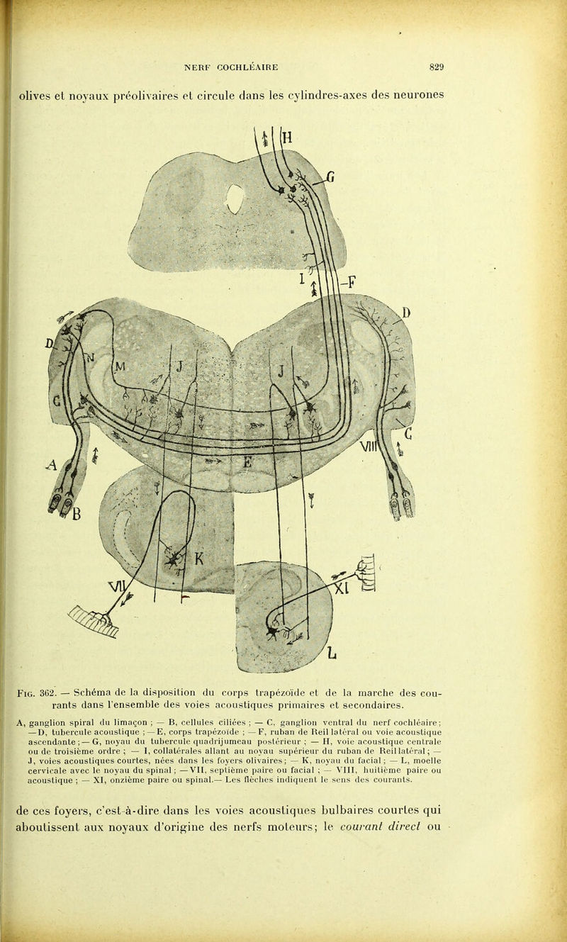 olives et noyaux préolivaires et circule dans les cylindres-axes des neurones FiG. 362. — Schéma de la disposition du corps trapézoïde et de la marche des cou- rants dans l'ensemble des voies acoustiques primaires et secondaires. A, ganglion spiral du limaçon ; — B, cellules ciliées ; — C, ganglion ventral du nerf cochléaire; — D, tubercule acoustique ; — E, corps trapézoïde ; —F, ruban de Reil latéral ou voie acoustique ascendante;—G, noyau du tubercule quadrijumeau postérieur ; — H, voie acoustique centrale ou de troisième ordre ; — 1, collatérales allant au noyau supérieur du ruban de Reil latéral; — J, voies acoustiques courtes, nées dans les foyers olivaires; — K, noyau du facial ; — L, moelle cervicale avec le noyau du spinal ; —VII, septième paire ou facial ; — VIII, huitième paire ou acoustique ; — XI, onzième paire ou spinal.— Les flèches indiquent le sens des courants. de ces foyers, c'est à-dire dans les voies acoustiques bulbaires courtes qui aboutissent aux noyaux d'origine des nerfs moteurs; le courant direct ou