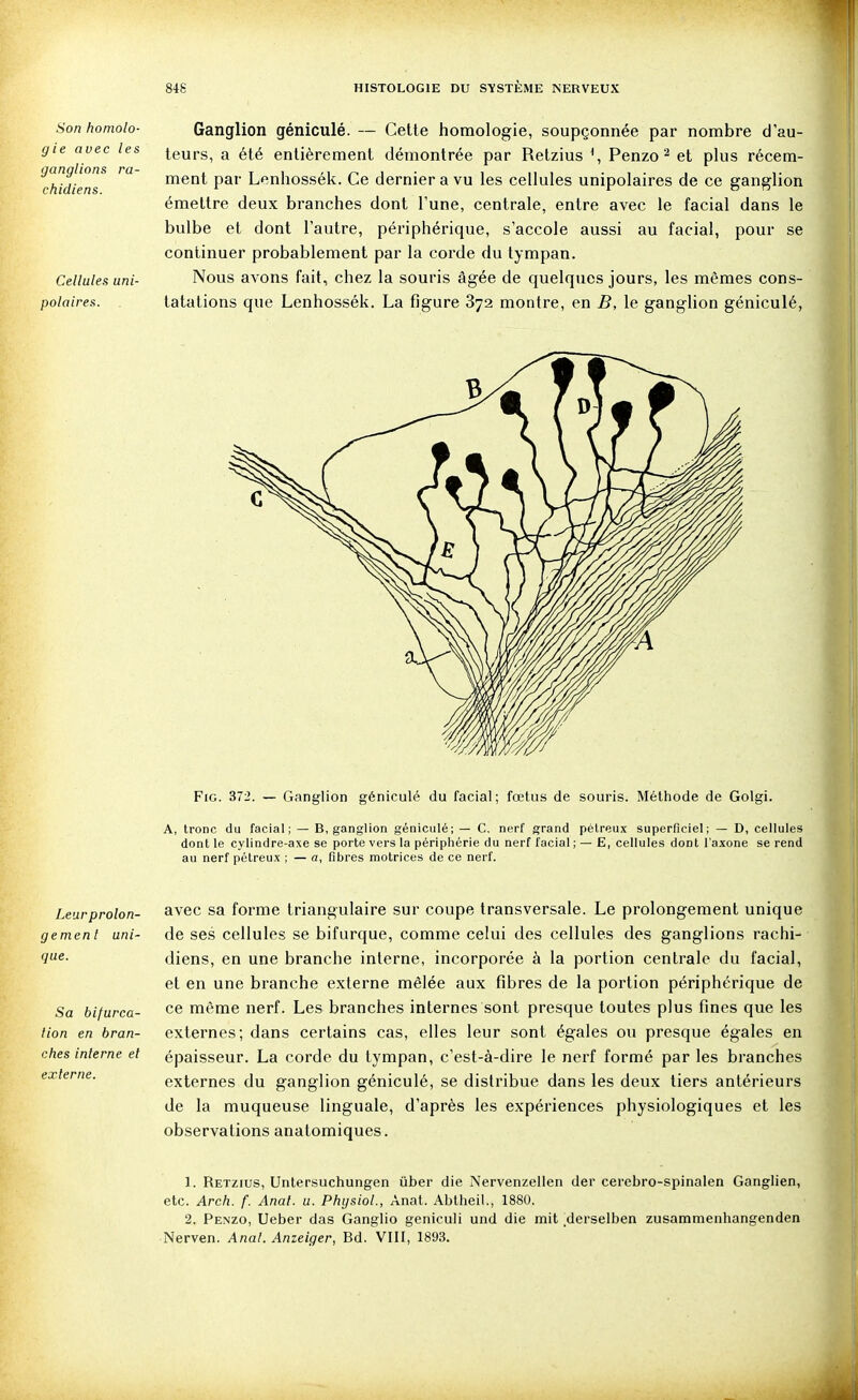 Son homolo- g le avec les ganglions ra- chidiens. Cellules uni- polaires. Leurprolon- gement uni- que. Sa bifurca- tion en bran- ches interne et externe. Ganglion géniculé. — Cette homologie, soupçonnée par nombre d'au- teurs, a été entièrement démontrée par Retzius \ Penzo ^ et plus récem- ment par Lenhossék. Ce dernier a vu les cellules unipolaires de ce ganglion émettre deux branches dont l'une, centrale, entre avec le facial dans le bulbe et dont l'autre, périphérique, s'accole aussi au facial, pour se continuer probablement par la corde du tympan. Nous avons fait, chez la souris âgée de quelques jours, les mêmes cons- tatations que Lenhossék. La figure 872 montre, en B, le ganglion géniculé, FiG. 372. — Ganglion géniculé du facial; fœtus de souris. Méthode de Golgi. A, tronc du facial; — B, ganglion géniculé; — C. nerf grand pétreux superficiel; — D, cellules dont le cylindre-axe se porte vers la périphérie du nerf facial ; — E, cellules dont l'axone se rend au nerf pétreux ; — a, fibres motrices de ce nerf. avec sa forme triangulaire sur coupe transversale. Le prolongement unique de ses cellules se bifurque, comme celui des cellules des ganglions rachi- diens, en une branche interne, incorporée à la portion centrale du facial, et en une branche externe mêlée aux fibres de la portion périphérique de ce même nerf. Les branches internes sont presque toutes plus fines que les externes; dans certains cas, elles leur sont égales ou presque égales en épaisseur. La corde du tympan, c'est-à-dire le nerf formé par les branches externes du ganglion géniculé, se distribue dans les deux tiers antérieurs de la muqueuse linguale, d'après les expériences physiologiques et les observations anatomiques. 1. Retzius, Untersuchungen liber die Nervenzellen der cerebro-spinalen Ganglien, etc. Arch. f. Anal. u. Physiol., Anat. Abtheil., 1880. 2. Penzo, Ueber das Ganglio geniculi und die mit .derselben zusammenhangenden Nerven. Anal. Anzeiger, Bd. VIII, 1893.