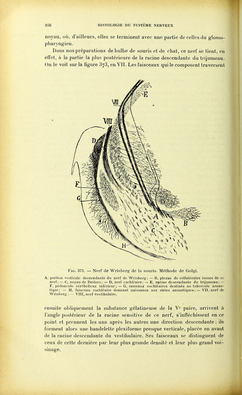 noyau, où, d'ailleurs, elles se terminent avec une partie de celles du glosso- pharyngien. Dans nos préparations de bulbe de souris et de chat, ce nerf se tient, en effet, à la partie la plus postérieure de la racine descendante du trijumeau. On le voit sur la figure 378, en VII. Les faisceaux qui le composent traversent FiG. 373. — Nerf de Wrisberg de la souris. Méthode de Golgi. A, portion verticale descendante du nerf de Wrisberg; — B, plexus de collatérales issues de ci nerf; — C, noyau de Deiters; — D, nerf cochléaire; — E, rgcine descendante du trijumeau; — F, pédoncule cérébelleux inférieur; — G, rameaux cochléaires destinés au tubercule acous- tique; — H, faisceau cochléaire donnant naissance aux stries acoustiques; — VII, nerf de Wrisberg; — VIII, nerf veslibulaire. ensuite obliquement la substance gélatineuse de la V paire, arrivent à l'angle postérieur de la racine sensitive de ce nerf, s'infléchissent en ce point et prennent les uns après les autres une direction descendante ; ils forment alors une bandelette plexiforme presque verticale, placée en avant de la racine descendante du veslibulaire. Ses faisceaux se distinguent de ceux de cette dernière par leur plus grande densité et leur plus grand voi- sinage.
