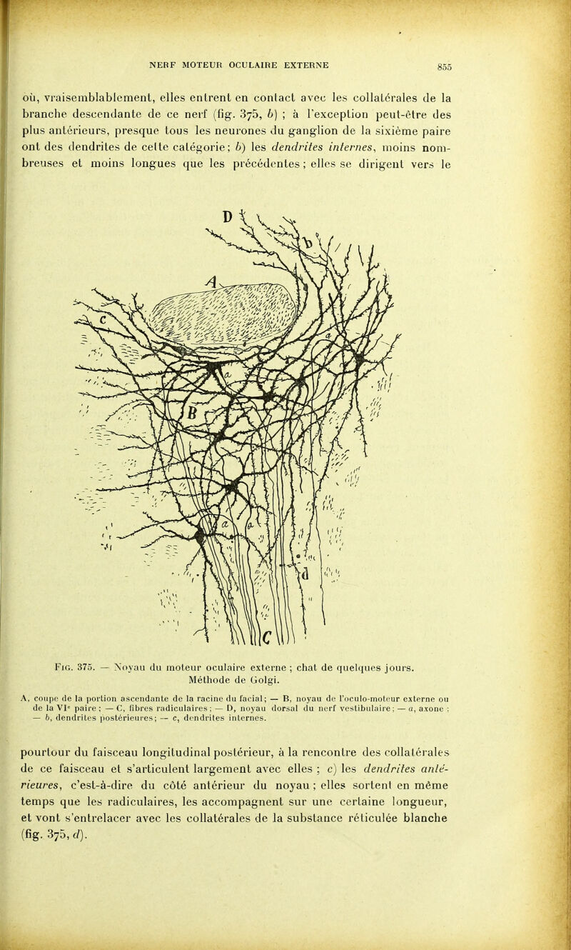 OÙ, vraisemblablement, elles entrent en contact avec les collatérales de la branche descendante de ce nerf (fig. SyS, b) ; à l'exception peut-être des plus antérieurs, presque tous les neurones du ganglion de la sixième paire ont des dendrites de celte catégorie; b) les dendrites internes, moins nom- breuses et moins longues que les précédentes ; elles se dirigent vers le FiG. 375. — Noyau du moteur oculaire externe ; chat de quelques jours. Méthode de Golgi. A, coupe de la portion ascendante de la racine du facial; — B, noyau de l'oculo-moteur externe ou de la VI« paire ; — C, fibres radiculaires ; — D, noyau dorsal du nerf vestibulaire ; — a, axone ; — b, dendrites postérieures; — c, dendrites internes. pourtour du faisceau longitudinal postérieur, à la rencontre des collatérales de ce faisceau et s'articulent largement avec elles ; c) les dendrites anté- rieures, c'est-à-dire du côté antérieur du noyau ; elles sortent en même temps que les radiculaires, les accompagnent sur une certaine longueur, et vont s'entrelacer avec les collatérales de la substance réticulée blanche (fig. 375, c/).