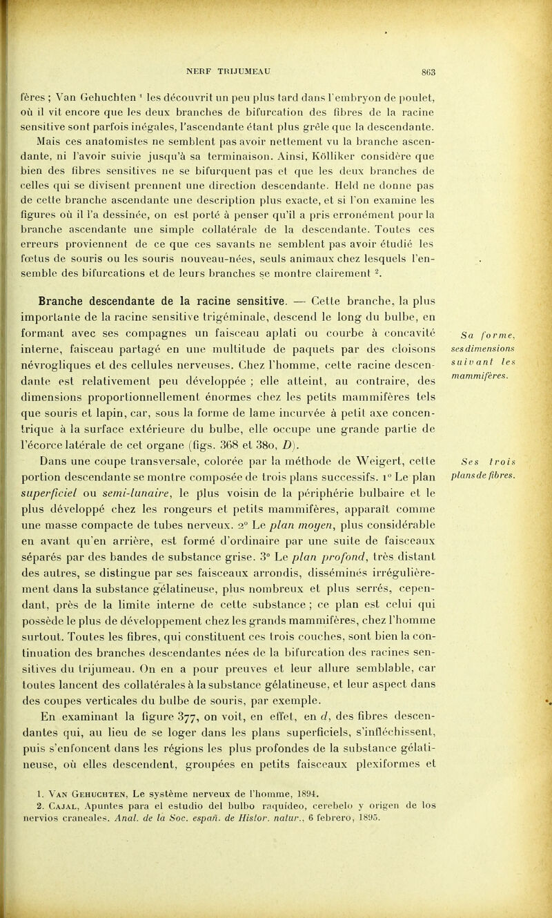 fères ; Van Gehuchten * les découvrit un peu plus tard dans l'embryon de poulet, où il vit encore que les deux branches de bifurcation des fibres de la racine sensitive sont parfois inégales, l'ascendante étant plus grêle que la descendante. Mais ces anatomistes ne semblent pas avoir nettement vu la branche ascen- dante, ni l'avoir suivie jusqu'à sa terminaison. Ainsi, KôUiker considère que bien des fibres sensitives ne se bifurquent pas et que les deux branches de celles qui se divisent prennent une direction descendante. Held ne donne pas de cette branche ascendante une description plus exacte, et si l'on examine les figures oià il l'a dessinée, on est porté à penser qu'il a pris erronément pour la bi^anche ascendante une simple collatérale de la descendante. Toutes ces erreurs proviennent de ce que ces savants ne semblent pas avoir étudié les fœtus de souris ou les souris nouveau-nées, seuls animaux chez lesquels l'en- semble des bifurcations et de leurs branches se montre clairement ^. Branche descendante de la racine sensitive. — Cette branche, la plus importante de la racine sensitive trigéminale, descend le long du bulbe, en formant avec ses compagnes un faisceau aplati ou courbe à concavité interne, faisceau partagé en une multitude de paquets par des cloisons névrogliques et des cellules nerveuses. Chez l'homme, cette racine descen- dante est relativement peu développée ; elle atteint, au contraire, des dimensions proportionnellement énormes chez les petits mammifères tels que souris et lapin, car, sous la forme de lame incurvée à petit axe concen- trique à la surface extérieure du bulbe, elle occupe une grande partie de l'écorce latérale de cet organe (figs. 368 et 38o, D). Dans une coupe transversale, colorée par la méthode de Weigert, cette portion descendante se montre composée de trois plans successifs. i° Le plan superficiel ou seini-lunaire, le plus voisin de la périphérie bulbaire et le plus développé chez les rongeurs et petits mammifères, apparaît comme une masse compacte de tubes nerveux. 2° Le plan moyen, plus considérable en avant qu'en arrière, est formé d'ordinaire par une suite de faisceaux séparés par des bandes de substance grise. 3° Le plan profond, très distant des autres, se distingue par ses faisceaux arrondis, disséminés irrégulière- ment dans la substance gélatineuse, plus nombreux et plus serrés, cepen- dant, près de la limite interne de cette substance ; ce plan est celui qui possède le plus de développement chez les grands mammifères, chez l'homme surtout. Toutes les fibres, qui constituent ces trois couches, sont bien la con- tinuation des branches descendantes nées de la bifurcation des racines sen- sitives du trijumeau. On en a pour preuves et leur allure semblable, car toutes lancent des collatérales à la substance gélatineuse, et leur aspect dans des coupes verticales du bulbe de souris, par exemple. En examinant la figure 877, on voit, en effet, en cl, des fibres descen- dantes qui, au lieu de se loger dans les plans superficiels, s'infléchissent, puis s'enfoncent dans les régions les plus profondes de la substance gélati- neuse, où elles descendent, groupées en petits faisceaux plexiformes et Sa forme, ses dimensions suivant les mammifères. Ses trois plans de fibres. 1. Van Gehuchten, Le système nerveux de l'homme, 189i. 2. Cajal, Apuntes para el estudio del bulbo raqui'deo, cerebelo y origen de los nervios craneales. Anal, de la Soc. espan. de Hislor. natur., 6 febrero, 1895.
