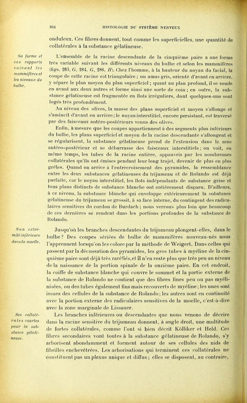 Sa forme el ses rapports suiva ni les mammifères el les niveaux du bulbe. Son extré- mité inférieure dans la moelle. Ses collaté- rales courtes pour la sub- stance gélati- neuse. onduleux. Ces fibres donnent, tout comme les superficielles, une quantité de collatérales à la substance gélatineuse. L'ensemble de la racine descendante de la cinquième paire a une forme très variable suivant les différents niveaux du bulbe et selon les mammifères (fîgs. 283, G, 284, G, 286, //). Chez l'homme, à la hauteur du noyau du facial, la coupe de cette racine est triangulaire ; un amas gris, orienté d'avant en arrière, y sépare le plan moyen du plan superficiel ; quant au plan profond, il se soude en avant aux deux autres et forme ainsi une sorte de coin ; en outre, la sub- stance gélatineuse est fragmentée en îlots irréguliers, dont quelques-uns sont logés très profondément. Au niveau des olives, la masse des plans superficiel et moyen s'allonge et s'amincit d'avant en arrière; le noyau interstitiel, encore persistant, est traversé par des faisceaux antéro-postérieurs venus des olives. Enfin, à mesure que les coupes appartiennent à des segments plus inférieurs du bulbe, les plans superficiel et moyen de la racine descendante s'allongent et se régularisent, la substance gélatineuse prend de l'extension dans le sens antéro-postérieur et se débarrasse des faisceaux interstitiels ; on voit, en même temps, les tubes de la racine entière, appauvris par les nombreuses collatérales qu'ils ont émises pendant leur long trajet, devenir de plus en plus grêles. Quand on arrive à l'entrecroisement des pyramides, la ressemblance entre les deux substances gélatineuses du trijumeau et de Rolando est déjà parfaite, car le noyau interstitiel, les îlots indépendants de substance grise et tous plans distincts de substance blanche ont entièrement disparu. D'ailleurs, à ce niveau, la substance blanche qui enveloppe extérieurement la substance gélatineuse du trijumeau se grossit, à sa face interne, du contingent des radicu- laires sensitives du cordon de Burdach ; nous verrons plus loin que beaucoup de ces dernières se rendent dans les portions profondes de la substance de Rolando. Jusqu'où les branches descendantes du trijumeau plongent-elles, dans le bulbe? Des coupes sériées de bulbe de mammifères nouveau-nés nous l'apprennent lorsqu'on les colore par la méthode de Weigert. Dans celles qui passent par la décussation des pyramides, les gros tubes à myéline de la cin- quième paire sont déjà très raréfiés,et il n'en reste plus que très peu au niveau de la naissance de la portion spinale de la onzième paire. En cet endroit, la coiffe de substance blanche qui couvre le sommet et la partie externe de la substance de Rolando ne contient que des fibres fines peu ou pas myéli- nisées, ou des tubes également fins mais recouverts de myéline ; les unes sont issues des cellules de la substance de Rolando ; les autres sont en continuité avec la portion externe dos radiculaires sensitives de la moelle, c'est-à-dire avec la zone marginale de Lissauer. Les branches inférieures ou descendantes que nous venons de décrire dans la racine sensitive du trijumeau donnent, à angle droit, une multitude de fortes collatérales, comme l'ont si bien décrit KoUiker et Held. Ces fibres secondaires vont toutes à la substance gélatineuse de Rolando, s'y arborisent abondamment et forment autour de ses cellules des nids de fibrilles enchevêtrées. Les arborisations qui terminent ces collatérales ne constituent pas un plexus unique et dilTus ; elles se disposent, au contraire,
