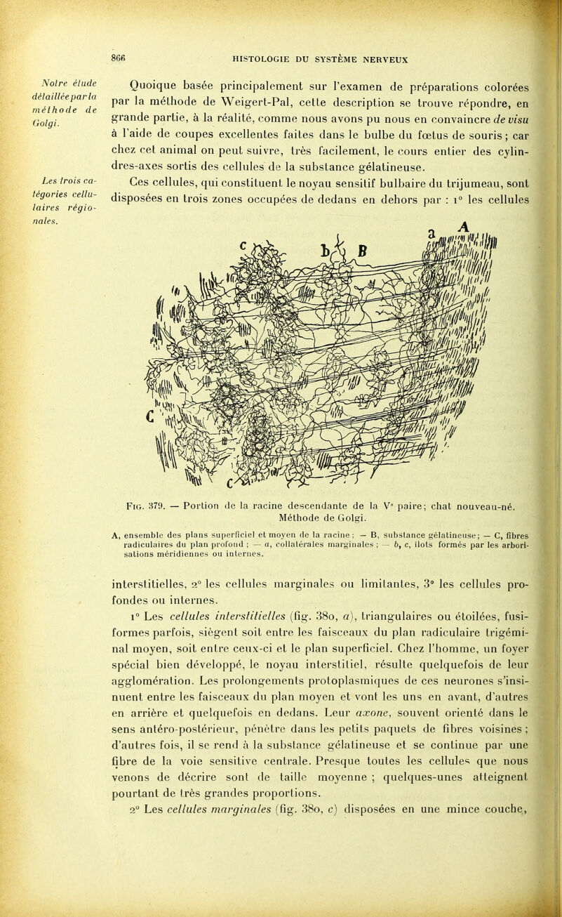 Noire élude détaillée parla méthode de Gotgi. Les trois ca- tégories cellu- laires régio- nales. Quoique basée principalement sur l'examen de préparations colorées par la méthode de Weigert-Pal, celle description se trouve répondre, en grande partie, à la réalité, comme nous avons pu nous en convaincre c/e d/su à l'aide de coupes excellentes faites dans le bulbe du fœtus de souris; car chez cet animal on peut suivre, très facilement, le cours entier des cylin- dres-axes sortis des cellules de la substance gélatineuse. Ces cellules, qui constituent le noyau sensitif bulbaire du trijumeau, sont disposées en trois zones occupées de dedans en dehors par : i° les cellules FiG. 379. — Portion de la racine descendante de la V paire; chat nouveau-né. Méthode de Golgi. A, ensemble des plans superficiel et moyen de la racine; — B, substance gélatineuse; — C, fibres radiculaires du plan profond ; — a, collatérales marginales ; — 6, c, ilôts formés par les arbori- sations méridiennes ou internes. interstitielles, 2° les cellules marginales ou limitantes, 3° les cellules pro- fondes ou internes. 1° Les cellules interstitielles (fig. 38o, a), triangulaires ou étoilées, fusi- formes parfois, siègent soit entre les faisceaux du plan radiculaire trigémi- nal moyen, soit entre ceux-ci et le plan superficiel. Chez l'homme, un foyer spécial bien développé, le noyau interstiliel, résulte quelquefois do leur agglomération. Les prolongements protoplasmiques de ces neurones s'insi- nuent entre les faisceaux du plan moyen et vont les uns en avant, d'autres en arrière et quelquefois en dedans. Leur axone, souvent orienté dans le sens ântéro-postérieur, pénètre dans les petits paquets de fibres voisines ; d'autres fois, il se rend à la substance gélatineuse et se continue par une fibre de la voie sensitive centrale. Presque toutes les cellulc^^ que nous venons de décrire sont de taille moyenne ; quelques-unes atteignent pourtant de très grandes proportions. 1 Les cellules marginales (fig. 38o, c) disposées en une mince couche, il