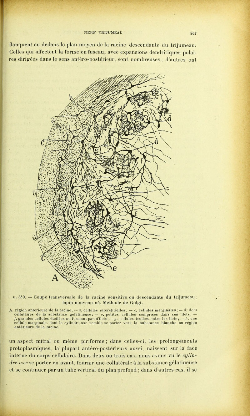 flanquent en dedans le plan moyen de la racine descendanle du trijumeau. Celles qui affectent la forme en fuseau, avec expansions dendritiques polai- res dirigées dans le sens antéro-postérieur, sont nombreuses ; d'autres ont G. 380. — Coupe transversale de la racine sensitive ou descendante du trijumeau; lapin nouveau-né. Méthode de Golgi. A, région antérieure de la racine; — a, cellules interstitielles; — c, cellules marginales; — d, ilols cellulaires de la substance gélatineuse; — c, petites cellules comprises dans ces ilols; — f, grandes cellules étoilées ne formant pas d'îlols ; — g, cellules isolées entre les îlots; — /). une cellule marginale, dont le cylindre-axe semble se porter vers la substance blanche ou région antérieure de la racine. un aspect mitral ou même piriforme ; dans celles-ci, les prolongements protoplasmiques, la plupart antéro-postérieurs aussi, naissent sur la face interne du corps cellulaire. Dans deux ou trois cas, nous avons vu le cylin- dre-axe se porter en avant, fournir une collatérale à la substance gélatineuse et se continuer par un tube vertical du plan profond ; dans d'autres cas, il se