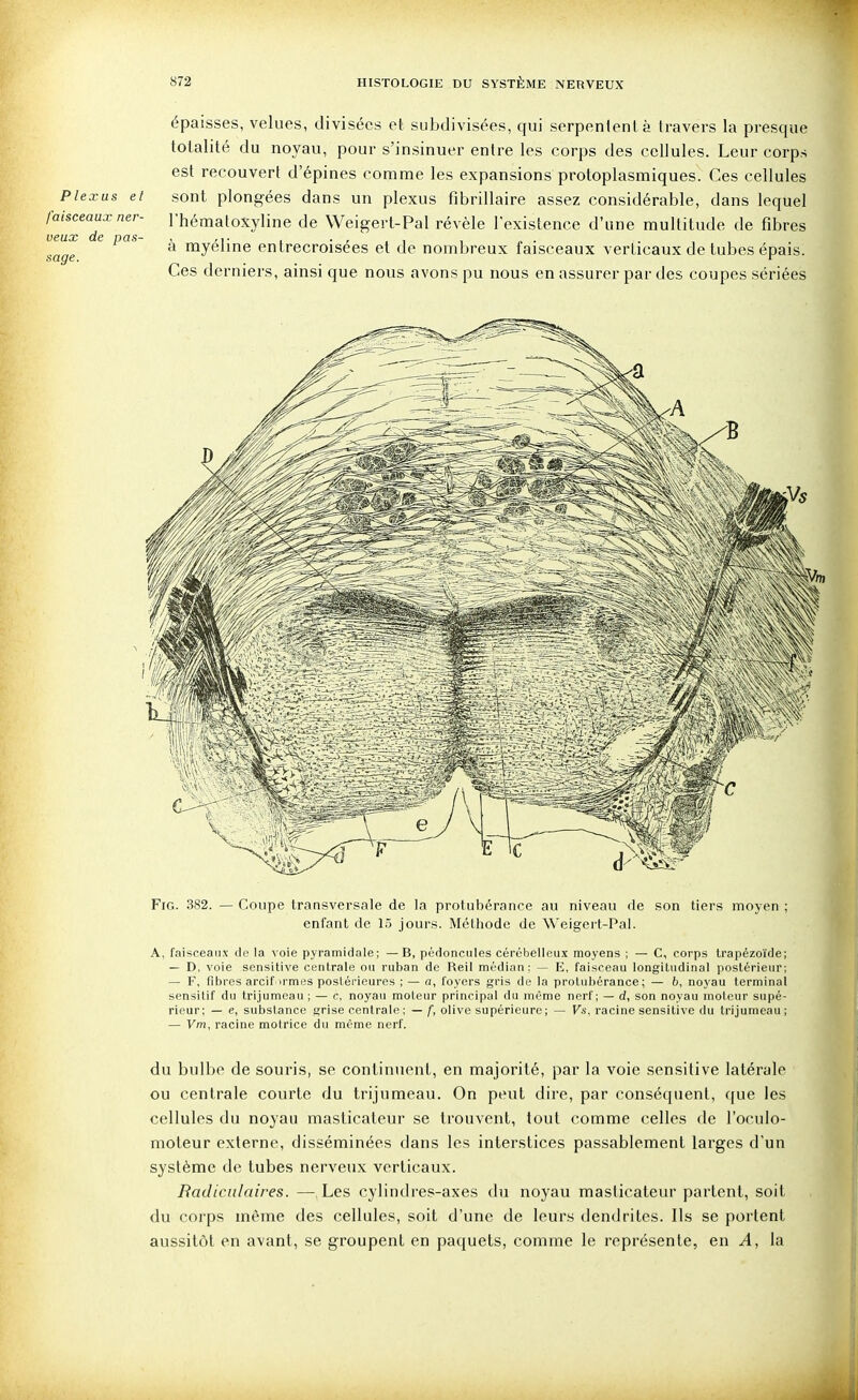 Plexus et faisceaux ner- veux de pas- sage. épaisses, velues, divisées et subdivisées, qui serpenlent à travers la presque totalité du noyau, pour s'insinuer entre les corps des cellules. Leur corps est recouvert d'épines comme les expansions protoplasmiques. Ces cellules sont plongées dans un plexus fibrillaire assez considérable, dans lequel rhématoxyline de Weigert-Pal révèle l'existence d'une multitude de fibres à myéline entrecroisées et de nombreux faisceaux verticaux de tubes épais. Ces derniers, ainsi que nous avons pu nous en assurer par des coupes sériées FiG. 382. — Coupe transversale de la protubérance au niveau de son tiers moyen ; enfant de 15 jours. Méthode de Weigert-Pal. A, faisceaux de la voie pyramidale; —B, pédoncules cérébelleux moyens ; — C, corps trapézoïde; — D, voie sensitive centrale ou ruban de Reil médian: — E, faisceau longitudinal postérieur; — F, fibres arcif irmes postérieures ; — a, loyers gris de la protubérance; — b, noyau terminal sensitif du trijumeau ; — c. noyau moleur principal du même nerf; — d, son noyau moteur supé- rieur; — e, substance grise centrale ; — f, olive supérieure ; — Fs, racine sensitive du trijumeau; — Vm, racine motrice du même nerf. du bulbe de souris, se continuent, en majorité, par la voie sensitive latérale ou centrale courte du trijumeau. On peut dire, par conséquent, f[ue les cellules du noyau masticateur se trouvent, tout comme celles de l'oculo- moteur externe, disséminées dans les interstices passablement larges d'un système de tubes nerveux verticaux. Radiciilaires. — Les cylindres-axes du noyau masticateur partent, soit du corps même des cellules, soit d'une de leurs dendrites. Ils se portent aussitôt en avant, se groupent en paquets, comme le représente, en A, la