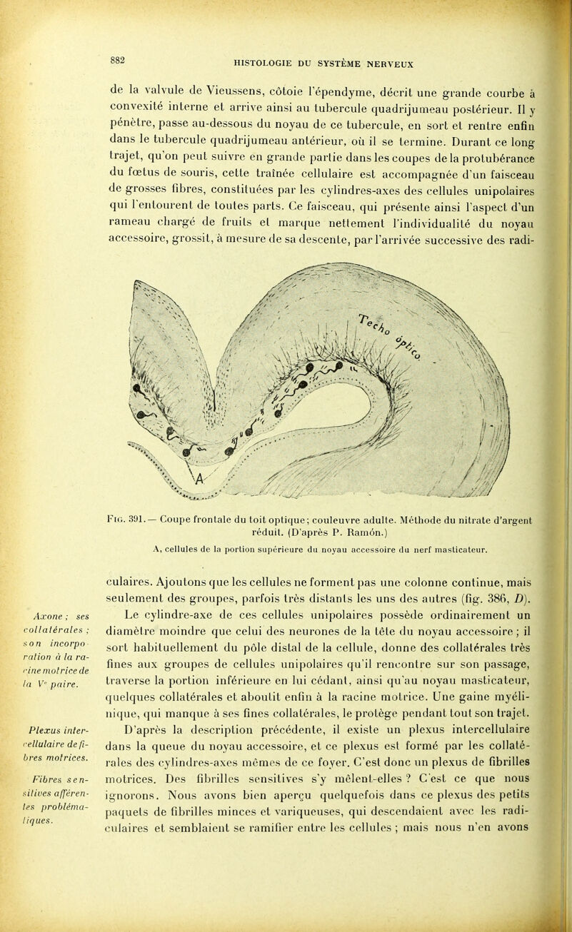 de la valvule de Vieussens, côtoie lependyme, décrit une grande courbe à convexité interne et arrive ainsi au tubercule quadrijumeau postérieur. Il y pénètre, passe au-dessous du noyau de ce tubercule, en sort et rentre enfin dans le tubercule quadrijumeau antérieur, où il se termine. Durant ce long trajet, quon peut suivre en grande parlie dans les coupes delà protubérance du fœtus de souris, cette traînée cellulaire est accompagnée d'un faisceau de grosses fibres, constituées par les cylindres-axes des cellules unipolaires qui l'entourent de toutes parts. Ce faisceau, qui présente ainsi l'aspect d'un rameau chargé de fruits et marque nettement l'individualité du noyau accessoire, grossit, à mesure de sa descente, par l'arrivée successive des radi- FiG. .391.— Coupe frontale du toit optique; couleuvre adulte. Méthode du nitrate d'argent réduit. (D'après P. Ramôn.) A, cellules de la portion supérieure du noyau accessoire du nerf masticateur. Axone : ses collatérales : son incorpo ration à la ra- cine motrice de la V' paire. Plexus inter- rellulaire de fi- bres motrices. Fibres s en- suives afféren- tes probléma- tiques. culaires. Ajoutons que les cellules ne forment pas une colonne continue, mais seulement des groupes, parfois très distants les uns des autres (fig. 386, D). Le cylindre-axe de ces cellules unipolaires possède ordinairement un diamètre moindre que celui des neurones de la tête du noyau accessoire ; il sort habituellement du pôle distal de la cellule, donne des collatérales très fines aux groupes de cellules unipolaires qu'il rencontre sur son passage, traverse la portion inférieure en lui cédant, ainsi qu'au noyau masticateur, quelques collatérales et aboutit enfin à la racine motrice. Une gaine myéli- iiique, qui manque à ses fines collatérales, le protège pendant tout son trajet. D'après la description précédente, il existe un plexus intercellulaire dans la queue du noyau accessoire, et ce plexus est formé par les collaté- rales des cylindres-axes mômes de ce foyer. C'est donc un plexus de fibrilles motrices. Des fibrilles sensitives s'y mêlent-elles ? C'est ce que nous ignorons. Nous avons bien aperçu quelquefois dans ce plexus des petits paquets de fibrilles minces et variqueuses, qui descendaient avec les radi- culaires et semblaient se ramifier entre les cellules ; mais nous n'en avons