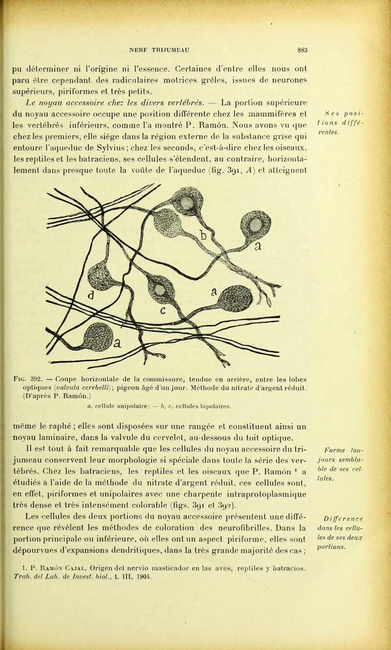pu déterminer ni l'origine ni l'essence. Certaines d'entre elles nous ont paru être cependant des radiculaires motrices grêles, issues de neurones supérieurs, piriformes et très petits. Le noyau accessoire chez les divers vertébrés. — La portion supérieure du noyau accessoire occupe une position différente chez les mammifères et les vertébrés inférieurs, comme l'a montré P. Ramôn. Nous avons vu que chez les premiers, elle siège dans la région externe de la substance grise qui entoure l'aqueduc de Sylvius ; chez les seconds, c'est-à-dire chez les oiseaux, les reptiles et les batraciens, ses cellules s'étendent, au contraire, horizonta- lement dans presque toute la voûte de l'aqueduc (fig. 891, A) et atteignent FiG. 392. — Coupe horizontale de la commissure, tendue en arrière, entre les lobes optiques [valvula cerebelli); pigeon âgé d'un jour. Méthode du nitrate d'argent réduit. (D'après P. Ramôn.) a, cellule unipolaire; — b, c, cellules bipolaires. même le raphé ; elles sont disposées sur une rangée et constituent ainsi un noyau laminaire, dans la valvule du cervelet, au-dessous du toit optique. Il est tout à fait remarquable que les cellules du noyau accessoire du tri- jumeau conservent leur morphologie si spéciale dans toute la série des ver- tébrés. Chez les batraciens, les reptiles et les oiseaux que P. Ramôn * a étudiés à l'aide de la méthode du nitrate d'argent réduit, ces cellules sont, en eflfet, piriformes et unipolaires avec une charpente intraprotoplasmique très dense et très intensément colorable (figs. 891 et 892). Les cellules des deux portions du noyau accessoire présentent une diffé- rence que révèlent les méthodes de coloration des neurofibrilles. Dans la portion principale ou inférieure, où elles ont un aspect piriforme, elles sont dépourvues d'expansions dendritiques, dans la très grande majorité des cas ; 1. P. Ramôn Cajal, Origen dei nervio masticador en las aves, reptiles y batracios. Trab. del Lab. de Inuesl. bioL, t. III, I90I. .Ses posi- l ions diffé- rentes. Forme tou- jours sembla- ble de ses cel- lules. Différence dans les cellu- les de ses deux portions.