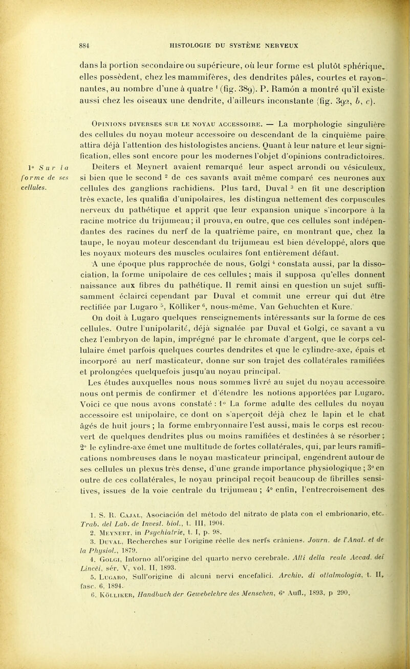 dans la portion secondaire ou supérieure, où leur forme est plutôt sphérique, elles possèdent, chez les mammifères, des dendrites pâles, courtes et rayon-, nanles, au nombre d'une à quatre ' (fig-. SSg). P. Ramôn a montré qu'il existe aussi chez les oiseaux une dendrite, d'ailleurs inconstante (fig. 892, h, c). Opinions diverses sur le noyau accessoire. — La morphologie singulière des cellules du noyau moteur accessoire ou descendant de la cinquième paire attira déjà l'attention des histologistes anciens. Quant à leur nature et leur signi- fication, elles sont encore pour les modernes l'objet d'opinions contradictoires. 1» Sur la Deiters et Meynert avaient remarqué leur aspect arrondi ou vésiculeux, forme de ses si bien que le second ^ de ces savants avait même comparé ces neurones aux cellules. cellules des ganglions rachidiens. Plus tard, Duval ^ en fit une description très exacte, les qualifia d'unipolaires, les distingua nettement des corpuscules nerveux du pathétique et apprit que leur expansion unique s'incorpore à la racine motrice du trijumeau; il prouva,en outre, que ces cellules sont indépen- dantes des racines du nerf de la quatrième paire, en montrant que, chez la taupe, le noyau moteur descendant du trijumeau est bien développé, alors que les noyaux moteurs des muscles oculaires font entièrement défaut. A une époque plus rapprochée de nous, Golgi * constata aussi, par la disso- ciation, la forme unipolaire de ces cellules ; mais il supposa qu'elles donnent naissance aux fibres du pathétique. Il remit ainsi en question un sujet suffi- samment éclairci cependant par Duval et commit une erreur qui dut être rectifiée par Lugaro Kôlliker nous-môme. Van Gehuchten et Kure. On doit à Lugaro quelques renseignements intéressants sur la forme de ces cellules. Outre l'unipolarité, déjà signalée par Duval et Golgi, ce savant a vu chez l'embryon de lapin, imprégné par le chromale d'argent, que le corps cel- lulaire émet parfois quelques courtes dendrites et que le cylindre-axe, épais et incorporé au nerf masticateur, donne sur son trajet des collatérales ramifiées et prolongées quelquefois jusqu'au noyau principal. Les études auxquelles nous nous sommes livré au sujet du noyau accessoire nous ont permis de confirmer et d'étendre les notions apportées par Lugaro. Voici ce que nous avons constaté : t° La forme adulte des cellules du noyau accessoire est unipolaire, ce dont on s'aperçoit déjà chez le lapin et le chat âgés de huit jours ; la forme embryonnaire l'est aussi, mais le corps est recou- vert de quelques dendrites plus ou moins ramifiées et destinées à se résorber j 2° le cylindre-axe émet une multitude de fortes collatérales, qui, par leurs ramifi- cations nombreuses dans le noyau masticateur principal, engendrent autour de ses cellules un plexus très dense, d'une grande importance physiologique ; 3° en outre de ces collatérales, le noyau principal reçoit beaucoup de fibrilles sensi- tives, issues de la voie centrale du trijumeau ; 4° enfin, l'entrecroisement des 1. S. R. Cajal, Asociaciôn del mélodo del nitrato de plata con et embrionario, etc. Trab. del Lab. de Invesl. bioL, t. III, 1904. 2. Meynert, in Psychiatrie, t. I, p. 98. 3. Duval, Recherches sur l'origine réelle des nerfs crâniens. Journ. de l'Anal, el de la Physiol., 1879. 4. Golgi, Intorno aU'origine del quarto nervo cérébrale. Atli délia reale Accad. dei Lincéi, sér. V, vol. II, 1893. 5. Lur.ARO, SuH'origine di alcnni nervi encefalici. Archiv. di ollalmologia, t. II, fasc. 6. 1894. 6. Kôlliker, Handbuch der Gewebelehre des Menschen, ii' .\un., 1893. p 290.