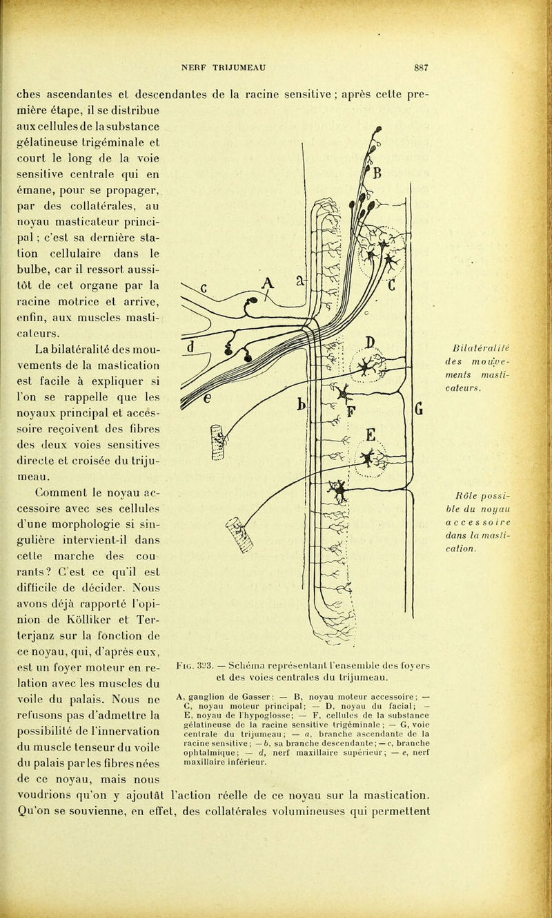 ches ascendantes et descendantes de la racine sensitive ; après cette pre- mière étape, il se distribue aux cellules de la substance gélatineuse trigéminale et court le long de la voie sensitive centrale qui en émane, pour se propager, par des collatérales, au noyau masticateur princi- pal ; c'est sa dernière sta- tion cellulaire dans le bulbe, car il ressort aussi- tôt de cet organe par la racine motrice et arrive, enfin, aux muscles masti- cateurs. La bilatéralité des mou- vements de la mastication est facile à expliquer si l'on se rappelle que les noyaux principal et acces- soire reçoivent des fibres des deux voies sensitives directe et croisée du triju- meau. Comment le noyau ac- cessoire avec ses cellules d'une morphologie si sin- gulière intervient-il dans cette marche des cou- rants? C'est ce qu'il est difficile de décider. Nous avons déjà rapporté l'opi- nion de Kôlliker et Ter- terjanz sur la fonction de ce noyau, qui, d'après eux, est un foyer moteur en re- lation avec les muscles du voile du palais. Nous ne refusons pas d'admettre la possibilité de l'innervation du muscle tenseur du voile du palais parles fîbresnées de ce noyau, mais nous voudrions qu'on y ajoutât l'action réelle de ce noyau sur la mastication. Qu'on se souvienne, en effet, des collatérales volumineuses qui permettent FiG. 3IJ3. — Schéma l'eprésenlaiit l'enseinble des foyers et des voies centrales du trijumeau. A, ganglion de Casser: — B, noyau moteur accessoire; — C, noyau moteur principal; — D, noyau du facial; — E, noyau de l'hypoglosse; — F, cellules de la substance gélatineuse de la racine sensitive trigéminale; — G, voie centrale du trijumeau; — a, branche ascendante de la racine sensitive ; —6, sa branche descendante; — c, branche ophtalmique; — d, nerf maxillaire supérieur; —e, nerf maxillaire inférieur. Bilalérali/é des moulue- nients masli- caleursi. Rôle possi- ble du noyau accessoire dans la masti- calion.