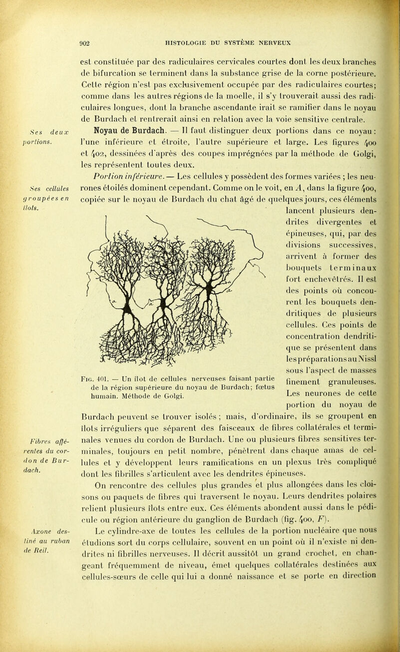 .Ses deux parlions. Ses cellules groupées en îlots. Fibres affé- rentes du cor- don de Bur- dach. Axone des- tiné au ruban de Reil. est constituée par des radiculaires cervicales courtes dont les deux branches de bifurcation se terminent dans la substance grise de la corne postérieure. Celte région n'est pas exclusivement occupée par des radiculaires courtes; comme dans les autres régions de la moelle, il s'y trouverait aussi des radi- culaires longues, dont la branche ascendante irait se ramifier dans le noyau de Burdach et rentrerait ainsi en relation avec la voie sensitive centrale. Noyau de Burdach. — Il faut distinguer deux portions dans ce noyau : l'une inférieure et étroite, l'autre supérieure et large. Les figures 400 et 402, dessinées d'après des coupes imprégnées par la méthode de Golgi, les représentent toutes deux. Portion inférieure. — Les cellules y possèdent des formes variées ; les neu- rones étoilés dominent cependant. Comme on le voit, en dans la figure 4oo, copiée sur le noyau de Burdach du chat âgé de quelques jours, ces éléments lancent plusieurs den- drites divergentes et épineuses, qui, par des divisions successives, ai'rivent à former des jjouquets terminaux fort enchevêtrés. 11 est des points où concou- rent les bouquets den- dritiques de plusieurs cellules. Ces points de concentration dendriti- que se présentent dans les préparations au Nissl sous l'aspect de masses finement granuleuses. Les neurones de cette portion du noyau de Burdach peuvent se trouver isolés ; mais, d'ordinaire, ils se groupent en îlots irréguliers que séparent des faisceaux de fibres collatérales et termi- nales venues du cordon de Burdach. Une ou plusieurs fibres sensitives ter- minales, toujours en petit nombre, pénètrent dans chaque amas de cel- lules et y développent leurs ramifications en un plexus très compliqué dont les fibrilles s'articulent avec les dendriles épineuses. On rencontre des cellules plus grandes et plus allongées dans les cloi- sons ou paquets de fibres qui traversent le noyau. Leurs dendrites polaires relient plusieurs îlots entre eux. Ces éléments abondent aussi dans le pédi- cule ou région antérieure du ganglion de Burdach (fig. 4oo, F). Le cylindre-axe de toutes les cellules de la portion nucléaire que nous éludions sort du corps cellulaire, souvent en un point où il n'existe ni den- drites ni fibrilles nerveuses. Il décrit aussitôt un grand crochet, en chan- geant fréquemment de niveau, émet quelques collatérales destinées aux cellules-sœurs de celle qui lui a donné naissance et se porte en direction Fig. 401. — Un îlot de cellules nerveuses faisant partie de la région supérieure du noyau de Burdach; fœtus humain. Méthode de Golgi.