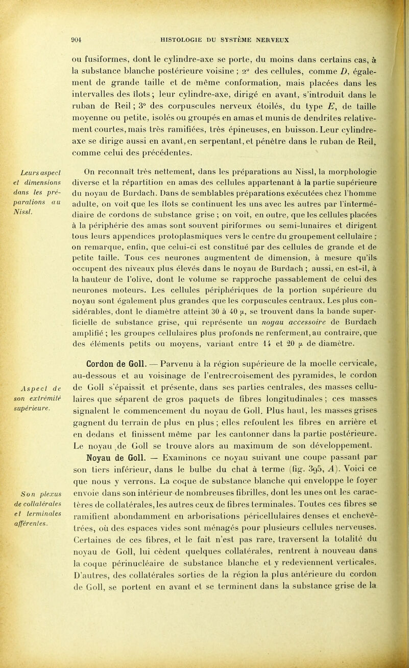 Leurs aspect et dimensions dans les pré- parations au Nissl. Aspect de son extrémité supérieure. Son plexus de collatérales et terminales afférentes. OU fusiformes, dont le cylindre-axe se porte, du moins dans certains cas, à la substance blanche postérieure voisine ; o. des cellules, comme Z), égale- ment de grande taille et de même conformation, mais placées dans les intervalles des îlots ; leur cylindre-axe, dirigé en avant, s'introduit dans le ruban de Reil ; 3° des corpuscules nerveux étoilés, du type E, de taille moyenne ou petite, isolés ou groupés en amas et munis de dendrites relative- ment courtes, mais très ramifiées, très épineuses, en buisson. Leur cylindre- axe se dirige aussi en avant, en serpentant, et pénètre dans le ruban de Reil,. comme celui des précédentes. On reconnaît très nettement, dans les préparations au Nissl, la morphologie diverse et la répartition en amas des cellules appartenant à la partie supérieure du noyau de Burdach. Dans de semblables préparations exécutées chez l'homme adulte, on voit que les îlots se continuent les uns avec les autres par l'intermé- diaire de cordons de substance grise ; on voit, en outre, que les cellules placées à la périphérie des amas sont souvent piriformes ou semi-lunaires et dirigent tous leurs appendices protoplasmiques vers le centre du groupement cellulaire ; on remarque, enfin, que celui-ci est constitué par des cellules de grande et de petite taille. Tous ces neurones augmentent de dimension, à mesure qu'ils occupent des niveaux plus élevés dans le noyau de Burdach ; aussi, en est-il, à la hauteur de l'olive, dont le volume se rapproche passablement de celui des neurones moteurs. Les cellules périphériques de la portion supérieure du noyau sont également plus grandes que les corpuscules centraux. Les plus con- sidérables, dont le diamètre atteint 30 à 40 [x, se trouvent dans la bande super- ficielle de substance grise, qui représente un noyau accessoire de Burdach amplifié; les groupes cellulaires plus profonds ne renferment, au contraire, que des éléments petits ou moyens, variant entre 14 et 20 |j. de diamètre. Cordon de Goll. — Parvenu à la région supérieure de la moelle cervicale, au-dessous et au voisinage de l'entrecroisement des pyramides, le cordon de Goll s'épaissit et présente, dans ses parties centrales, des masses cellu- laires que séparent de gros paquets de fibres longitudinales ; ces masses signalent le commencement du noyau de Goll. Plus haut, les masses grises gagnent du terrain de plus en plus ; elles refoulent les fibres en arrière et en dedans et finissent même par les cantonner dans la partie postérieure. Le noyau,de Goll se trouve alors au maximum de son développement. Noyau de Goll. — Examinons ce noyau suivant une coupe passant par son tiers inférieur, dans le bulbe du chat à terme (fig. SgS, A). Voici ce que nous y verrons. La coque de substance blanche qui enveloppe le foyer envoie dans son intérieur de nombreuses fibrilles, dont les unes ont les carac- tères de collatérales, les autres ceux de fibres terminales. Toutes ces fibres se ramifient abondamment en arborisations péricellulaires denses et enchevê- trées, où des espaces vides sont ménagés pour plusieurs cellules nerveuses. Certaines de ces fibres, et le fait n'est pas rare, traversent la totalité du noyau de Goll, lui cèdent quelques collatérales, rentrent à nouveau dans la coque périnucléaire de substance blanche et y redeviennent verticales. D'autres, des collatérales sorties de la région la plus antérieure du cordon de Goll, se portent en avant et se terminent dans la substance grise de la
