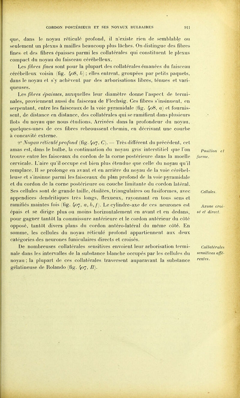 que, dans le noyau réticulé profond, il n'existe rien de semblable ou seulement un plexus à mailles beaucoup plus lâches. On distingue des fibres fines et des fibres épaisses parmi les collatérales qui constituent le plexus compact du noyau du faisceau cérébelleux. Les fibres fines sont pour la plupart des collatérales émanées du faisceau cérébelleux voisin (fig. 4o8, 1>) ; elles entrent, groupées par petits paquets, dans le noyau et s'y achèvent par des arborisations libres, ténues et vari- queuses. Les fibres épaisses, auxquelles leur diamètre donne l'aspect de termi- nales, proviennent aussi du faisceau de Flechsig. Ces fibres s'insinuent, en serpentant, entre les faisceaux de la voie pyramidale (fig. /JoS, a) et fournis- sent, de distance en distance, des collatérales qui se ramifient dans plusieurs îlots du noyau que nous étudions. Arrivées dans la profondeur du noyau, quelques-unes de ces fibres rebroussent chemin, en décrivant une courbe à concavité externe. 2 Noyau réticulé profond (fig. 407, C). — Très différent du précédent, cet amas est, dans le bulbe, la continuation du noyau gris interstitiel que l'on trouve entre les faisceaux du cordon de la corne postérieure dans la moelle cervicale. L'aire qu'il occupe est bien plus étendue que celle du noyau qu'il remplace. 11 se prolonge en avant et en arrière du noyau de la voie cérébel- leuse et s'insinue parmi les faisceaux du plan profond de la voie pyramidale et du cordon de la corne postérieure ou couche limitante du cordon latéral. Ses cellules sont de grande taille, étoilées, triangulaires ou fusiformes, avec appendices dendritiques très longs, flexueux, rayonnant en tous sens et ramifiés maintes fois (fig. 407, a, Le cylindre-axe de ces neurones est épais et se dirige plus pu moins horizontalement en avant et en dedans, pour gagner tantôt la commissure antérieure et le cordon antérieur du côté opposé, tantôt divers plans du cordon antéro-latéral du même côté. En somme, les cellules du noyau réticulé profond appartiennent aux deux catégories des neurones funiculaires directs et croisés. De nombreuses collatérales sensitives envoient leur arborisation termi- nale dans les intei^valles de la substance blanche occupés par les cellules du noyau ; la plupart de ces collatérales traversent auparavant la substance gélatineuse de Rolando (fig. 407, B). Position forme. et Cellules. Axone croi- sé et direct. Collatérales sensitives affé- rentes.