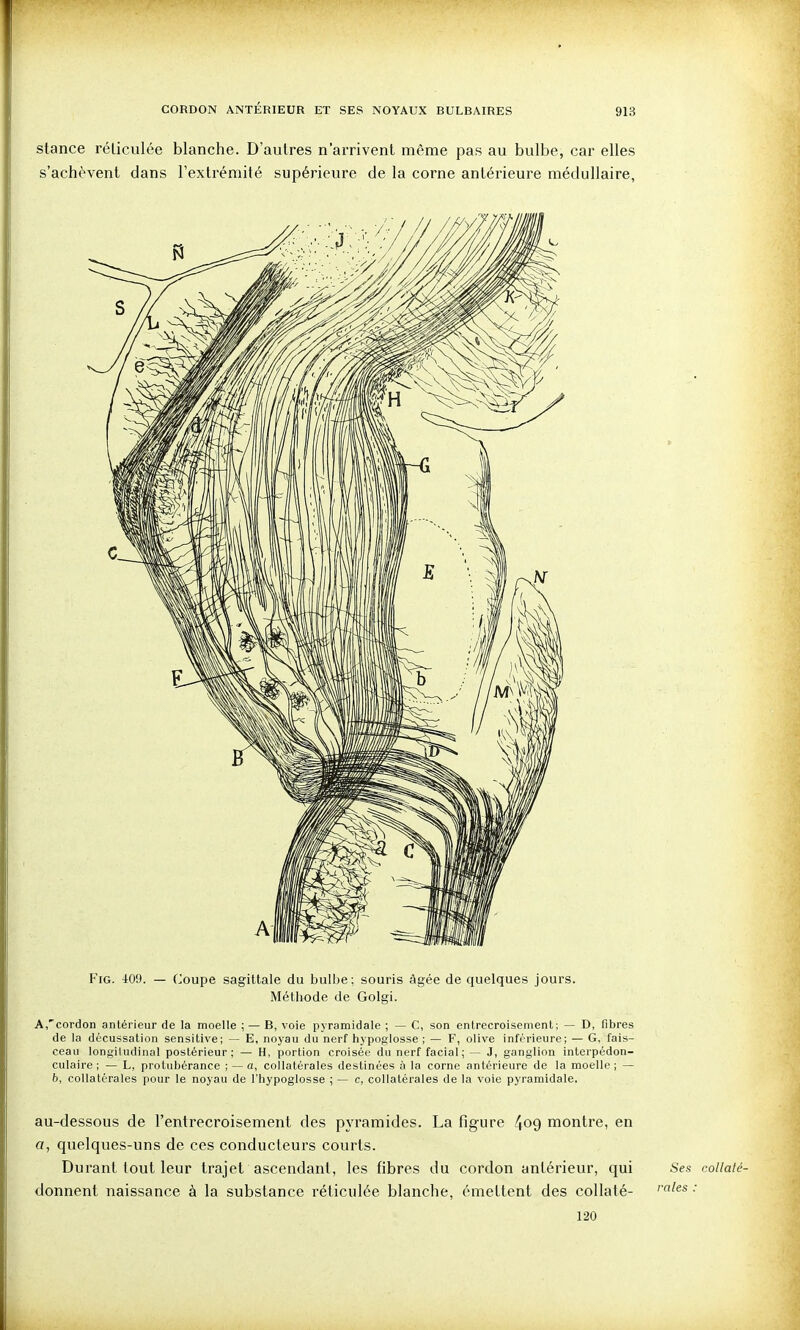 stance réticulée blanche. D'autres n'arrivent même pas au bulbe, car elles s'achèvent dans l'extrémité supérieure de la corne antérieure médullaire, FiG. 409. — Coupe sagittale du bulbe; souris âgée de quelques jours. Méthode de Golgi. A^cordon antérieur de la moelle ; — B, voie pyramidale ; — C, son enlrecroisement ; — D, fibres de la décussation sensitive; — E, noyau du nerf hypoglosse ; — F, olive inférieure; — G, fais- ceau longiludinal postérieur; — H, portion croisée du nerf facial; — J, ganglion interpédon- culaire ; — L, protubérance ; — a, collatérales destinées à la corne antérieure de la moelle ; — b, collatérales pour le noyau de l'hypoglosse ; — c, collatérales de la voie pyramidale. au-dessous de l'entrecroisement des pyramides. La figure 4^9 montre, en o, quelques-uns de ces conducteurs courts. Durant tout leur trajet ascendant, les fibres du cordon antérieur, qui Ses collalé- donnent naissance à la substance réticulée blanche, émettent des collaté- ''^^ 120