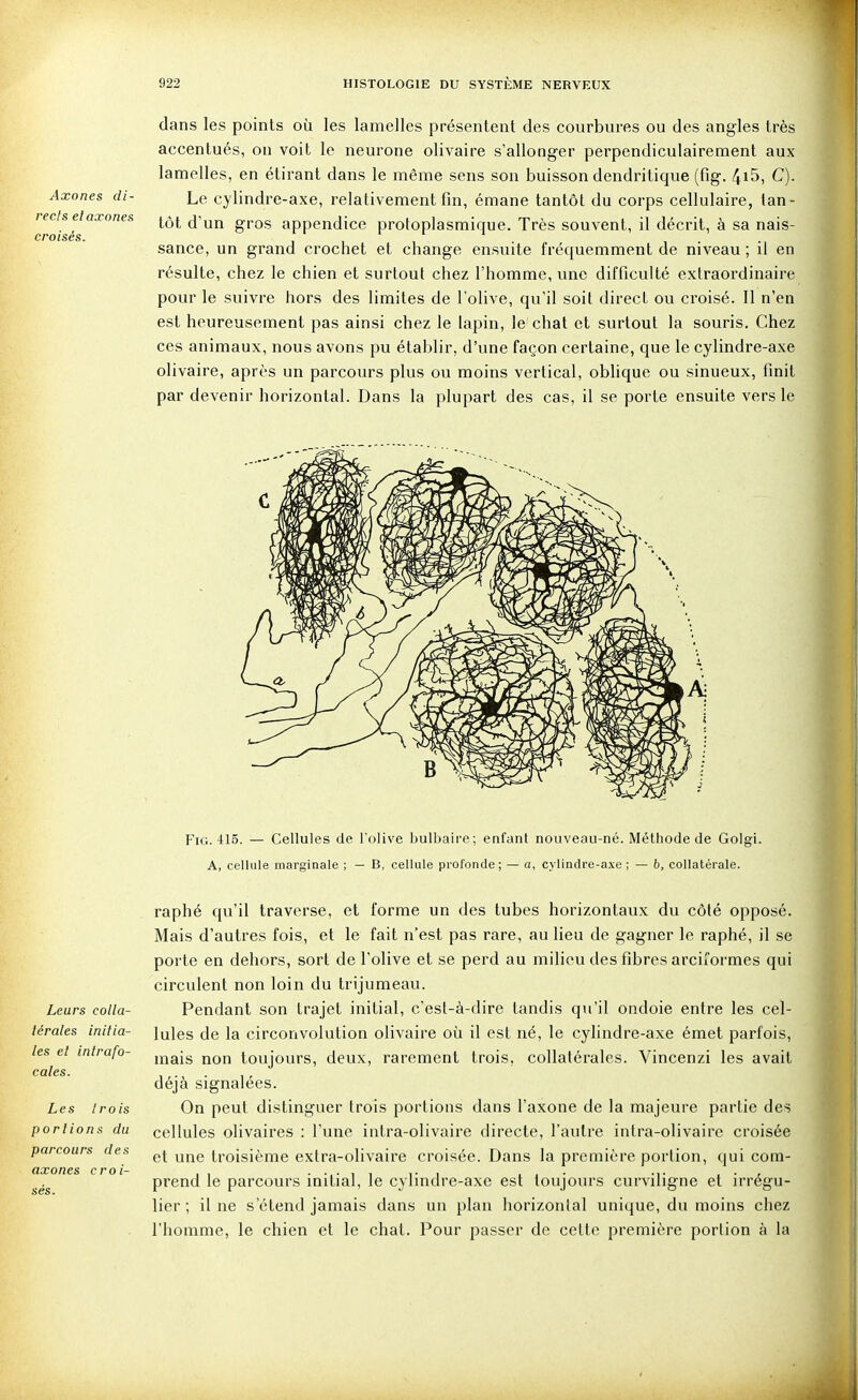 rects el axones croisés dans les points où les lamelles présentent des courbures ou des angles très accentués, ou voit le neurone olivaire s'allonger perpendiculairement aux lamelles, en étirant dans le même sens son buisson dendritique (fig. 4i5, C). Axones di- Le cylindre-axe, relativement fin, émane tantôt du corps cellulaire, tan- tôt d'un gros appendice protoplasmique. Très souvent, il décrit, à sa nais- sance, un grand crochet et change ensuite fréquemment de niveau; il en résulte, chez le chien et surtout chez l'homme, une difficulté extraordinaire pour le suivre hors des limites de l'olive, qu'il soit direct ou croisé. Il n'en est heureusement pas ainsi chez le lapin, le chat et surtout la souris. Chez ces animaux, nous avons pu établir, d'une façon certaine, que le cylindre-axe olivaire, après un parcours plus ou moins vertical, oblique ou sinueux, finit par devenir horizontal. Dans la plupart des cas, il se porte ensuite vers le Fig. 415. — Cellules de l'olive bulbaire; enfant nouveau-né. Méthode de Golgi. A, cellule marginale ; — B, cellule profonde; — a, cylindre-a.xe ; — b, collatérale. Leurs colla- térales initia- les el intr a fo- cales. Les trois portions du parcours des axones croi- sés. raphé qu'il traverse, et forme un des tubes horizontaux du côté opposé. Mais d'autres fois, et le fait n'est pas rare, au lieu de gagner le raphé, il se porte en dehors, sort de l'olive et se perd au milieu des fibres arciformes qui circulent non loin du trijumeau. Pendant son trajet initial, c'est-à-dire tandis qu'il ondoie entre les cel- lules de la circonvolution olivaire où il est né, le cylindre-axe émet parfois, mais non toujours, deux, rarement trois, collatérales. Vincenzi les avait déjà signalées. On peut distinguer trois portions dans l'axone de la majeure partie des cellules olivaires ; l'une intra-olivaire directe, l'autre intra-olivaire croisée et une troisième extra-olivaire croisée. Dans la première portion, qui com- prend le parcours initial, le cylindre-axe est toujours curviligne et irrégu- lier ; il ne s'étend jamais dans un plan horizontal unique, du moins chez l'homme, le chien et le chat. Pour passer de cette première portion à la