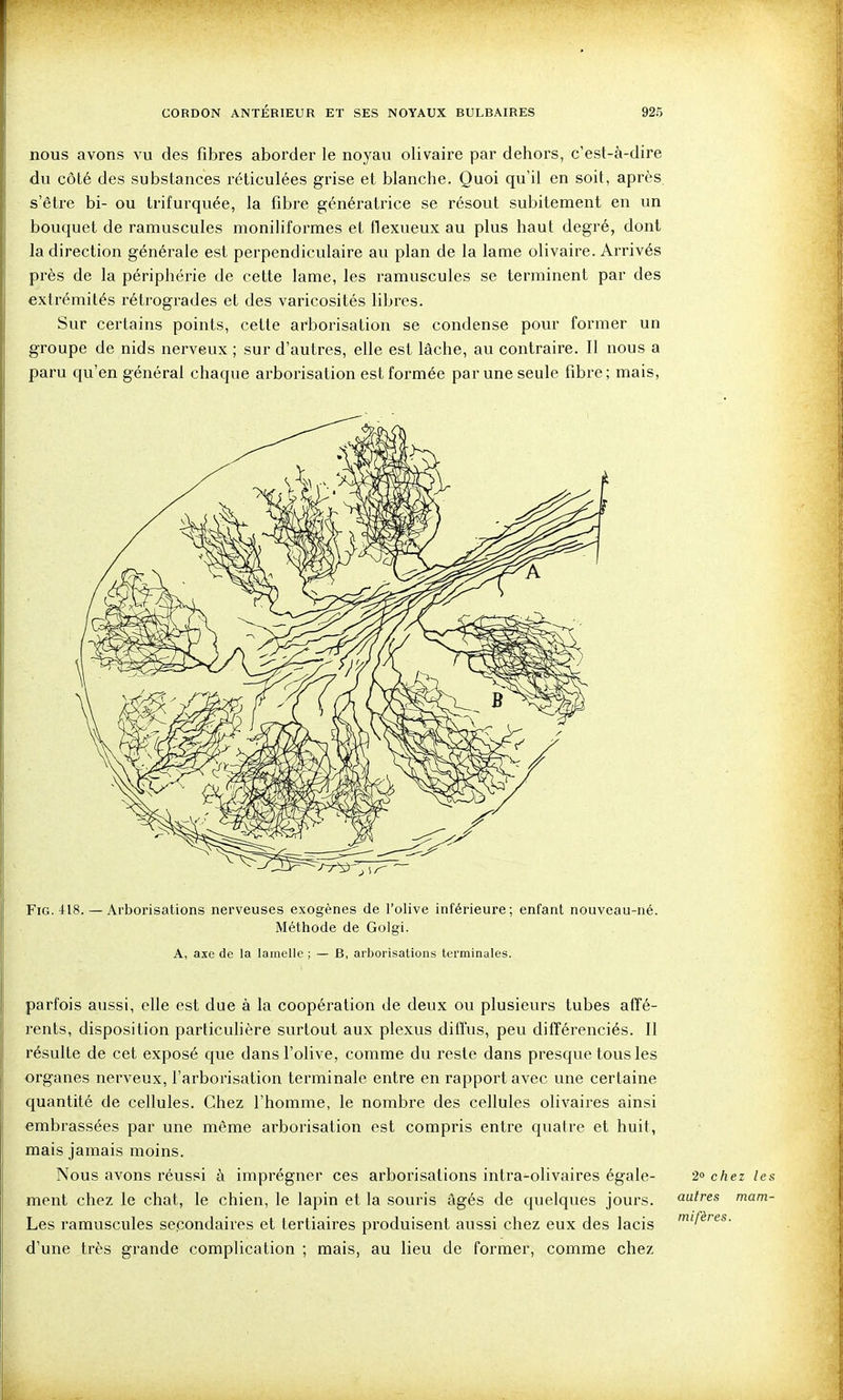 nous avons vu des fibres aborder le noyau olivaire par dehors, c'est-à-dire du côté des substances réticulées grise et blanche. Quoi qu'il en soit, après, s'être bi- ou Irifurquée, la fibre génératrice se résout subitemeiit en un bouquet de ramuscules moniliformes et flexueux au plus haut degré, dont la direction générale est perpendiculaire au plan de la lame olivaire. Arrivés près de la périphérie de cette lame, les ramuscules se terminent par des extrémités rétrogrades et des varicosités libres. Sur certains points, celte arborisation se condense pour former un groupe de nids nerveux ; sur d'autres, elle est lâche, au contraire. Il nous a paru qu'en général chaque arborisation est formée par une seule fibre; mais. FiG. 418. — Arborisations nerveuses exogènes de l'olive inférieure; enfant nouveau-né. Méthode de Golgi. A, axe de la lamelle ; — B, arborisations terminales. parfois aussi, elle est due à la coopération de deux ou plusieurs tubes affé- rents, disposition particulière surtout aux plexus diffus, peu différenciés. Il résulte de cet exposé que dans l'olive, comme du reste dans presque tous les organes nerveux, l'arborisation terminale entre en rapport avec une certaine quantité de cellules. Chez l'homme, le nombre des cellules olivaires ainsi embrassées par une même arborisation est compris entre quatre et huit, mais jamais moins. Nous avons réussi à imprégner ces arborisations intra-olivaires égale- 2» chez les ment chez le chat, le chien, le lapin et la souris âgés de quelques jours, autres mam- Les ramuscules secondaires et tertiaires produisent aussi chez eux des lacis ''/'^'■^s- d'une très grande complication ; mais, au lieu de former, comme chez