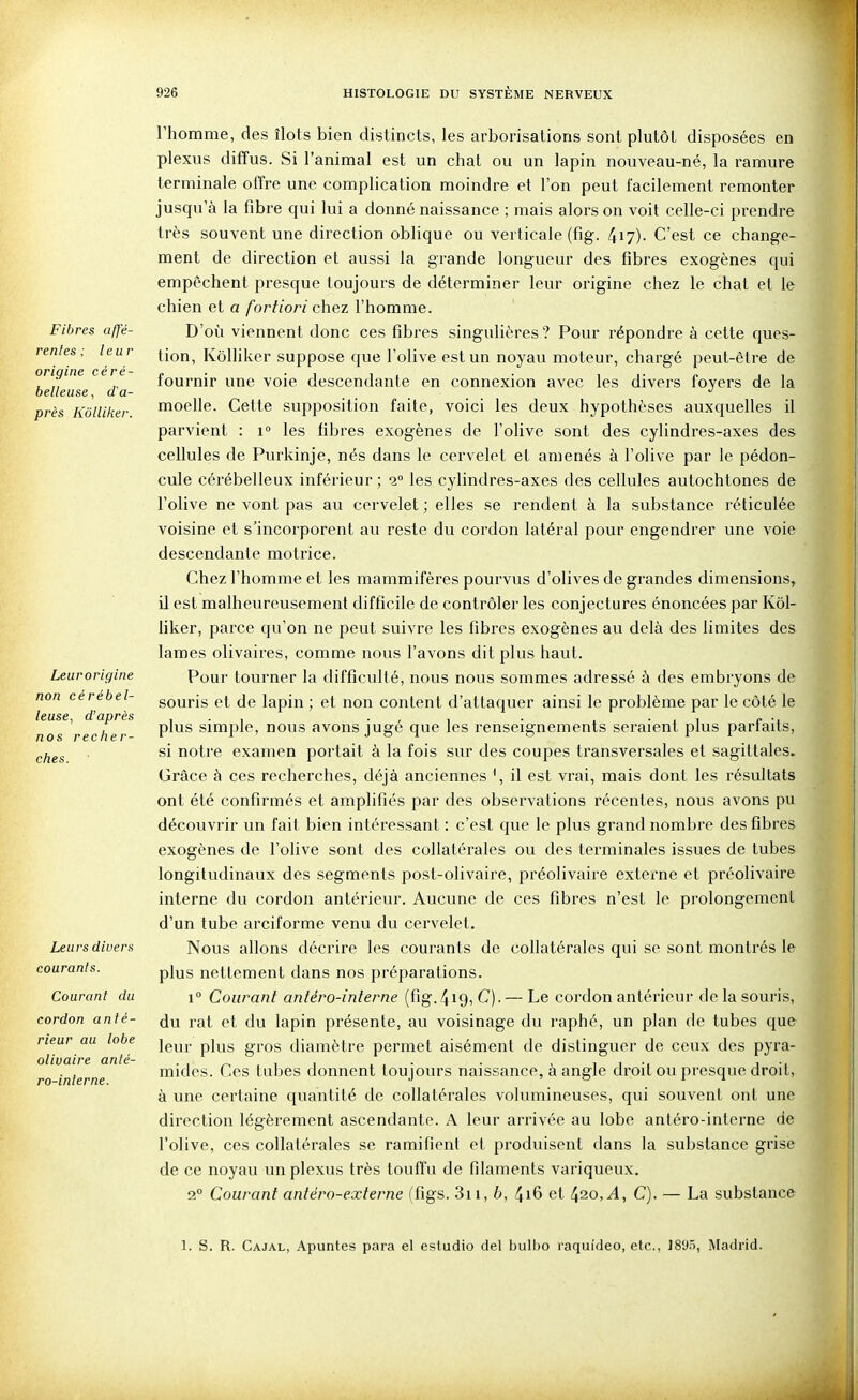 Fibres affé- rentes ; leur origine céré- belleuse , d'a- près Kôlliker. Leur origine non cérébel- leuse, d'après nos recher- ches. Leurs divers courants. Courant du cordon anté- rieur au lobe olivaire anté- ro-interne. rhomme, des îlots bien distincts, les arborisations sont plutôt disposées en plexus diffus. Si l'animal est un chat ou un lapin nouveau-né, la ramure terminale offre une complication moindre et l'on peut facilement remonter jusqu'à la fibre qui lui a donné naissance ; mais alors on voit celle-ci prendre très souvent une direction oblique ou verticale (fig. 417)- C'est ce change- ment de direction et aussi la grande longueur des fibres exogènes qui empêchent presque toujours de déterminer leur origine chez le chat et le chien et a fortiori c\\&z l'homme. D'où viennent donc ces fibres singulières? Pour répondre à cette ques- tion, Kôlhker suppose que l'olive est un noyau moteur, chargé peut-être de fournir une voie descendante en connexion avec les divers foyers de la moelle. Celte supposition faite, voici les deux hypothèses auxquelles il parvient : 1° les fibres exogènes de l'oUve sont des cylindres-axes des cellules de Purkinje, nés dans le cervelet et amenés à l'olive par le pédon- cule cérébelleux inférieur ; 2° les cylindres-axes des cellules autochtones de l'olive ne vont pas au cervelet ; elles se rendent à la substance réticulée voisine et s'incorporent au reste du cordon latéral pour engendrer une voie descendante motrice. Chez l'homme et les mammifères pourvus d'olives de grandes dimensions, il est malheureusement difficile de contrôler les conjectures énoncées par Kôl- liker, parce qu'on ne peut suivre les fibres exogènes au delà des limites des lames olivaires, comme nous l'avons dit plus haut. Pour tourner la difficulté, nous nous sommes adressé à des embryons de souris et de lapin ; et non content d'attaquer ainsi le problème par le côté le plus simple, nous avons jugé que les renseignements seraient plus parfaits, si notre examen portait à la fois sur des coupes transversales et sagittales. Grâce à ces recherches, déjà anciennes il est vrai, mais dont les résultats ont été confirmés et amplifiés par des observations récentes, nous avons pu découvrir un fait bien intéressant : c'est que le plus grand nombre des fibres exogènes de l'olive sont des collatérales ou des terminales issues de tubes longitudinaux des segments post-olivaire, préolivaire externe et préolivaire interne du cordon antérieur. Aucune de ces fibres n'est le prolongement d'un tube arciforme venu du cervelet. Nous allons décrire les courants de collatérales qui se sont montrés le plus nettement dans nos préparations. 1° Courant antéro-interne (fig.419, C). — Le cordon antérieur de la souris, du rat et du lapin présente, au voisinage du raphé, un plan de tubes que leur plus gros diamètre permet aisément de distinguer de ceux des pyra- mides. Ces tubes donnent toujours naissance, à angle droit ou presque droit, à une certaine quantité de collatérales volumineuses, qui souvent ont une direction légèrement ascendante. A leur arrivée au lobe antéro-interne de l'olive, ces collatérales se ramifient et produisent dans la substance grise de ce noyau un plexus très touffu de filaments variqueux. 2° Courant antéro-externe (figs. 3ii, b, 4i6 et 420,.4, C). — La substance 1. S. R. Cajal, Apuntes para el estudio del bulbo raqui'deo, etc., J895, Madrid.
