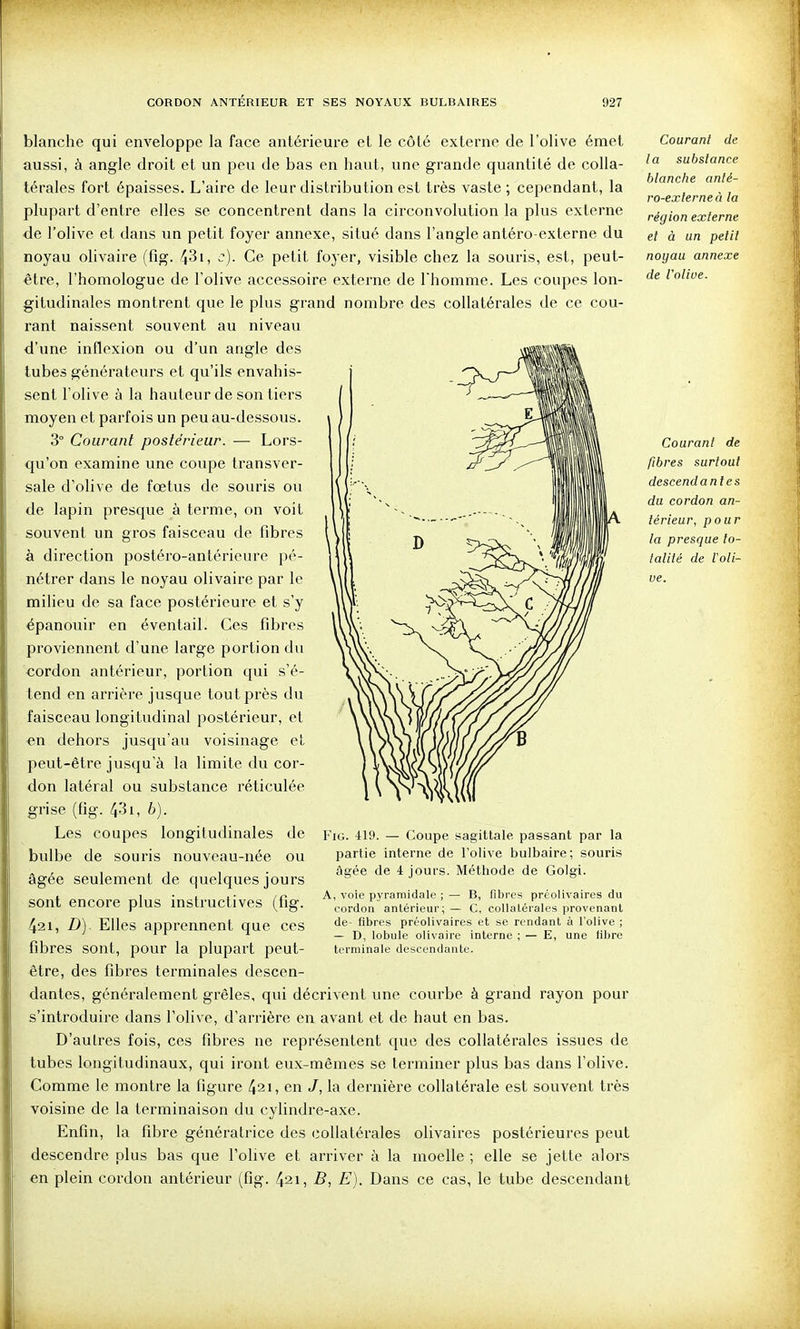 blanche qui enveloppe la face antérieure et le côté externe de l'olive émet aussi, à angle droit et un peu de bas en haut, une grande quantité de colla- térales fort épaisses. L'aire de leur distribution est très vaste; cependant, la plupart d'entre elles se concentrent dans la circonvolution la plus externe de l'olive et dans un petit foyer annexe, situé dans l'angle antéro-externe du noyau olivaire (fig. 43i, c). Ce petit foyer, visible chez la souris, est, peut- être, l'homologue de l'olive accessoire externe de l'homme. Les coupes lon- gitudinales montrent que le plus grand nombre des collatérales de ce cou- rant naissent souvent au niveau d'une inflexion ou d'un angle des tubes générateurs et qu'ils envahis- sent l'olive à la hauteur de son tiers moyen et parfois un peu au-dessous. 3° Courant postérieur. — Lors- qu'on examine une coupe transver- sale d'olive de fœtus de souris ou de lapin presque à terme, on voit souvent un gros faisceau de fibres à direction postéro-antérieure pé- nétrer dans le noyau olivaire par le milieu de sa face postérieure et s'y épanouir en éventail. Ces fibres proviennent d'une large portion du cordon antérieur, portion qui s'é- tend en arrière jusque tout près du faisceau longitudinal postérieur, et en dehors jusqu'au voisinage et peut-être jusqu'à la limite du cor- don latéral ou substance réticulée grise (fig. 431, b). Les coupes longitudinales de bulbe de souris nouveau-née ou âgée seulement de quelques jours sont encore plus instructives (fig. 421, D). Elles apprennent que ces fibres sont, pour la plupart peut- être, des fibres terminales descen- dantes, généralement grêles, qui décrivent une courbe à grand rayon pour s'introduire dans l'olive, d'arrière en avant et de haut en bas. D'autres fois, ces fibres ne représentent que des collatérales issues de tubes longitudinaux, qui iront eux-mêmes se terminer plus bas dans l'olive. Comme le montre la figure 421, en J, la dernière collatérale est souvent très voisine de la terminaison du cylindre-axe. Enfin, la fibre génératrice des collatérales olivaires postérieures peut descendre plus bas que l'olive et arriver à la moelle ; elle se jette alors en plein cordon antérieur (fig. 421, B, E). Dans ce cas, le tube descendant Fig. 419. — Coupe sagittale, passant par la partie interne de l'olive bulbaire; souris âgée de 4 jours. Méthode de Golgi. A, voie pyramidale ; — B, fil)res préolivaires du cordon antérieur; — C, collalérales provenant de- fibres préolivaires et se rendant à l'olive ; — D, lobule olivaire interne ; — E, une fibre terminale descendante. Courant de la substance blanche anté- ro-externe à la région externe et à un petit noyau annexe de l'olive. Courant de fibres surtout descendantes du cordon an- térieur, pour la presque to- talité de Voti- ve.