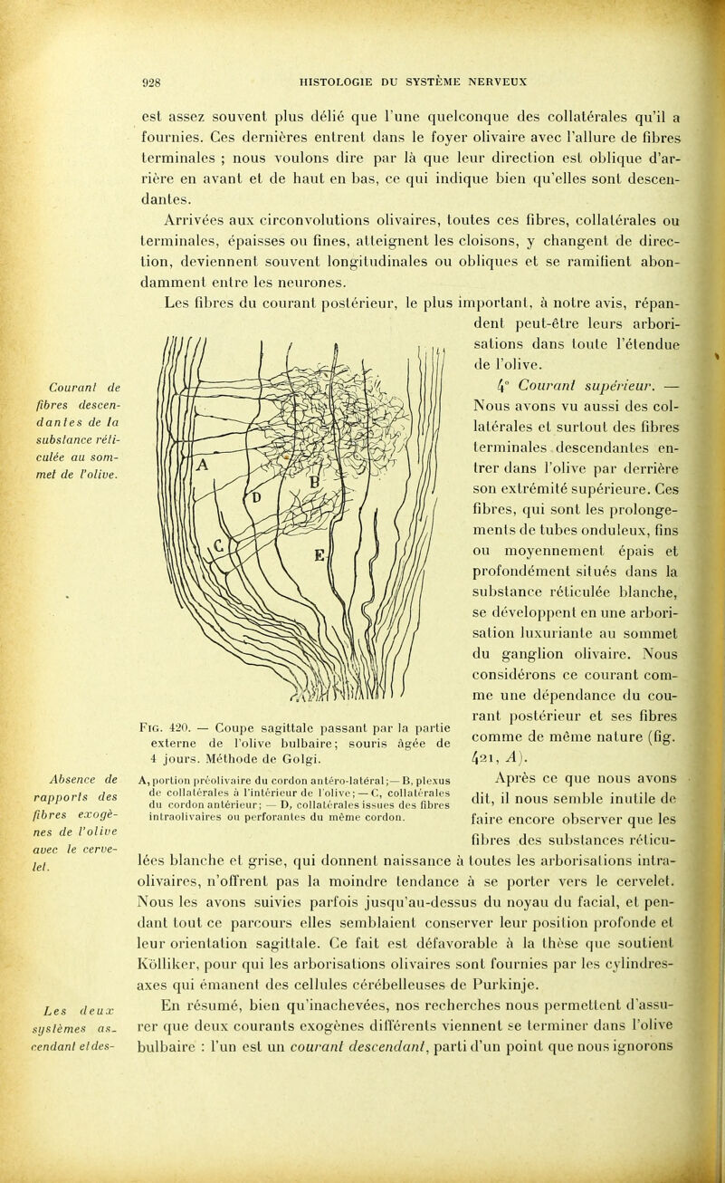Courant de fibres descen- dantes de la substance réti- culée au som- met de l'olive. Absence de rapports des fibres exogè- nes de l'olive avec le cerve- let. est assez souvent plus délié que l'une quelconque des collatérales qu'il a fournies. Ces dernières entrent dans le foyer olivaire avec l'allure de fd^res terminales ; nous voulons dire par là que leur direction est oblique d'ar- rière en avant et de haut en bas, ce qui indique bien qu'elles sont descen- dantes. Arrivées aux circonvolutions olivaires, toutes ces fibres, collatérales ou terminales, épaisses ou fines, atteignent les cloisons, y changent de direc- tion, deviennent souvent longitudinales ou obliques et se ramifient abon- damment entre les neurones. Les fibres du courant postérieur, le plus important, à notre avis, répan- dent peut-être leurs arbori- sations dans toute l'étendue de l'olive. 4° Coinçant supérieur. — Nous avons vu aussi des col- latérales et surtout des fibres terminales descendantes en- trer dans l'olive par derrière son extrémité supérieure. Ces fibres, qui sont les prolonge- ments de tubes onduleux, fins ou moyennement épais et profondément situés dans la substance réticulée blanche, se développent en une arbori- sation luxuriante au sommet du ganglion olivaire. Nous considérons ce courant com- me une dépendance du cou- rant postérieur et ses fibres comme de même nature (fig. FiG. 420. — Coupe sagittale passant par la partie externe de l'olive bulbaire; souris âgée de 4 jours. Méthode de Golgi. A, portion préolivaire du cordon antéro-latéral ;— B, plexus de collatérales à l'intérieur de l'olive; —C, collatérales du cordon antérieur; — D, collatérales issues des fibres intraolivaires ou perforantes du même cordon. Les deux systèmes as- cendant eldes- 421, A). Après ce que nous avons dit, il nous semble inutile de faire encore observer que les fibres des substances réticu- lées blanche et grise, qui donnent naissance à toutes les arborisalions intra- olivaires, n'offrent pas la moindre tendance à se porter vers le cervelet. Nous les avons suivies parfois jusqu'au-dessus du noyau du facial, et pen- dant tout ce parcours elles semblaient conserver leur position profonde et leur orientation sagittale. Ce fait est défavorable à la thèse que soutient Kôlliker, potu* qui les arborisations olivaires sont fournies par les cylindres- axes qui émanent des cellules cérébelleuses de Purkinje. En résumé, bien qu'inachevées, nos recherches nous permettent d'assu- rer que deux courants exogènes différents viennent se terminer dans l'olive bulbaire : l'un est un courant descendant, parti d'un point que nous ignorons 1