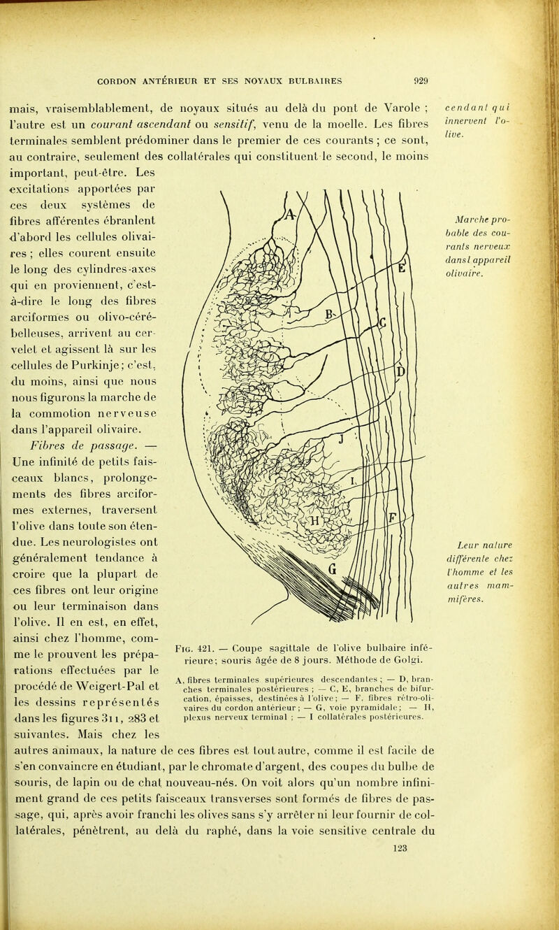 mais, vraisemblablement, de noyaux situés au delà du pont de Varole ; l'autre est un courant ascendant ou sensitif, venu de la moelle. Les fibres terminales semblent prédominer dans le premier de ces courants ; ce sont, au contraire, seulement des collatérales qui constituent le second, le moins important, peut-être. Les excitations apportées par ces deux systèmes de fibres afférentes ébranlent •d'abord les cellules olivai- res ; elles courent ensuite le long des cylindres-axes qui en proviennent, c'est- à-dire le long des fibres arciformes ou olivo-céré- belleuses, arrivent au cer- velet et agissent là sur les cellules de Purkinje; c'est, du moins, ainsi que nous nous figurons la marche de la commotion nerveuse dans l'appareil olivaire. Fibres de passage. — Une infinité de petits fais- ceaux blancs, prolonge- ments des fibres arcifor- mes externes, traversent l'olive dans toute son éten- due. Les neurologistes ont généi'alement tendance à ■croire que la plupart de ces fibres ont leur origine ou leur terminaison dans l'olive. Il en est, en effet, ainsi chez l'homme, com- me le prouvent les prépa- rations effectuées par le procédé de Weigert-Pal et les dessins représentés dans les figures 3i i, 283 et Cendant qui innervent l'o- live. FiG. 421. — Coupe sagittale de l'olive bulbaire infé- rieure; souris âgée de 8 jours. Méthode de Golgi. A, fibres terminales supérieures descendantes ; — D, bran- ches terminales postérieures ; — C, E, branches de bifur- cation, épaisses, destinées à l'olive ; — F. fibres rélro-oli- vaires du cordon antérieur; — G, voie pyramidale; — II, plexus nerveux terminal ; — I collatérales postérieures. suivantes. Mais chez les autres animaux, la nature de ces fibres est tout autre, comme il est facile de s'en convaincre en étudiant, par le chromate d'argent, des coupes du bulbe de «ouris, de lapin ou de chat nouveau-nés. On voit alors qu'un nombre infini- ment grand de ces petits faisceaux transverses sont formés de fibres de pas- sage, qui, après avoir franchi les olives sans s'y arrêter ni leur fournir de col- latérales, pénètrent, au delà du raphé, dans la voie sensitive centrale du 123 Marche pro- bable des cou- rants nerveux dansl appareil olivaire. Leur nature différente chez l'homme et les autres mam- mifères.