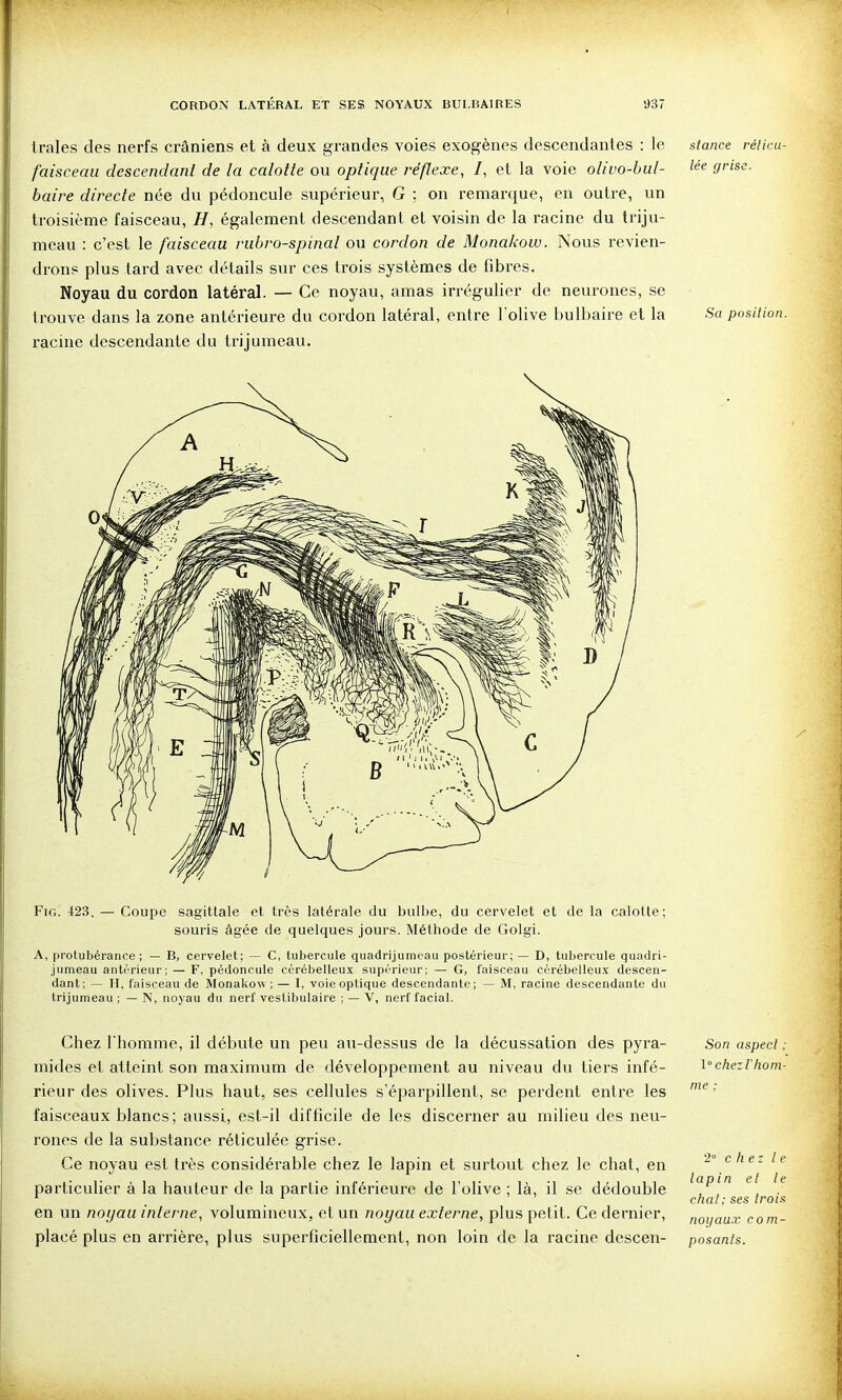 Irales des nerfs crâniens et à deux grandes voies exogènes descendantes : le stance réiicu- faisceau descendant de la calotte ou optique réflexe, I, et la voie olivo-bul- lée grise, baire directe née du pédoncule supérieur, G : on remax-que, en outre, un troisième faisceau, H, également descendant et voisin de la racine du triju- meau : c'est le faisceau rubro-spinal ou cordon de Monakow. Nous revien- drons plus tard avec détails sur ces trois systèmes de fibres. Noyau du cordon latéral. — Ce noyau, amas irrégulier de neurones, se trouve dans la zone antérieure du cordon latéral, entre l'olive bulbaire et la Sa position. racine descendante du trijumeau. FiG. 423. — Coupe sagittale et très latérale du bulbe, du cervelet et de la calotte; souris âgée de quelques jours. Méthode de Golgi. A, protubérance; — B, cervelet; — C, tubercule quadrijumeau postérieur; — D, tubercule quadri- jumeau antrrieur; — F, pédoncule cérébelleux supérieur; — G, faisceau cérébelleux descen- dant; — II, faisceau de Monakow; — I, voie optique descendante; — M, racine descendante du trijumeau ; — N, noyau du nerf vestibulaire ; — V, nerf facial. Chez l'homme, il débute un peu au-dessus de la décussation des pyra- Son aspect mides et atteint son maximum de développement au niveau du tiers infé- l'chezlhom rieur des olives. Plus haut, ses cellules s'éparpillent, se perdent entre les ■' faisceaux blancs; aussi, est-il difficile de les discerner au milieu des neu- rones de la substance réticulée grise. Ce noyau est très considérable chez le lapin et surtout chez le chat, en particulier à la hauteur de la partie inférieure de l'olive ; là, il se dédouble en un noyau interne, volumineux, et un noyau externe, plus petit. Ce dernier, 2° chez le lapin et le chat: ses trois noyaux com- placé plus en arrière, plus superficiellement, non loin de la racine descen- posants.
