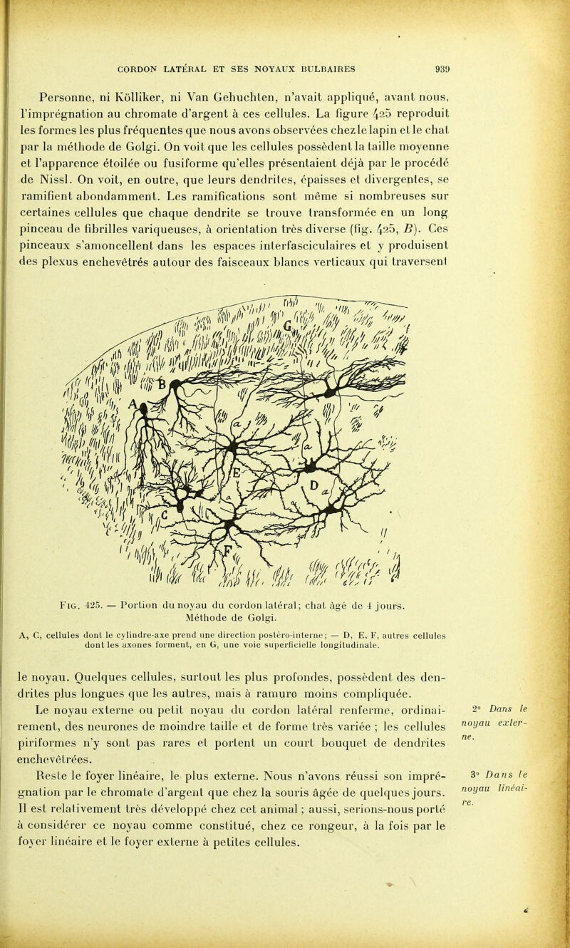 Personne, ni Kôlliker, ni Van Gehuchlen, n'avait appliqué, avant nous, l'imprégnation au chromate d'argent à ces cellules. La figure 426 reproduit les formes les plus fréquentes que nous avons observées chez le lapin elle chat par la méthode de Golgi. On voit que les cellules possèdent la taille moyenne et l'apparence étoilée ou fusiforme qu'elles présentaient déjà par le procédé de Nissl. On voit, en outre, que leurs dendrites, épaisses et divergentes, se ramifient abondamment. Les ramifications sont même si nombreuses sur certaines cellules que chaque dendrite se trouve transformée en un long pinceau de fibrilles variqueuses, à orientation très diverse (fig. 420, B). Ces pinceaux s'amoncellent dans les espaces interfasciculaires et y produisent des plexus enchevêtrés autour des faisceaux blancs verticaux qui traversent Fig. 425. — Portion du noyau du cordon latéral ; chat âgé de 4 jours. Méthode de Golgi. A, C, cellules dont le cylindre-a.\e prend une direction posléro-inlerne ; — D, E, F, autres cellules dont les uxones forment, en G, une voie superficielle longitudinale. le noyau. Quelques cellules, surtout les plus profondes, possèdent des den- drites plus longues que les autres, mais à ramure moins compliquée. Le noyau externe ou petit noyau du cordon latéral renferme, ordinai- rement, des neurones de moindre taille et de foriTie très variée ; les cellules piriformes n'y sont pas rares et portent un court bouquet de dendrites enchevêtrées. Reste le foyer linéaire, le plus externe. Nous n'avons réussi son impré- gnation par le chromate d'argent que chez la souris âgée de quelques jours. 11 est relativement très développé chez cet animal ; aussi, serions-nous porté à considérer ce noyau comme constitué, chez ce rongeur, à la fois par le foyer linéaire et le foyer externe à petites cellules. 2° Dans le noyau exter- ne. 3° Dans le noyau linéai- re.