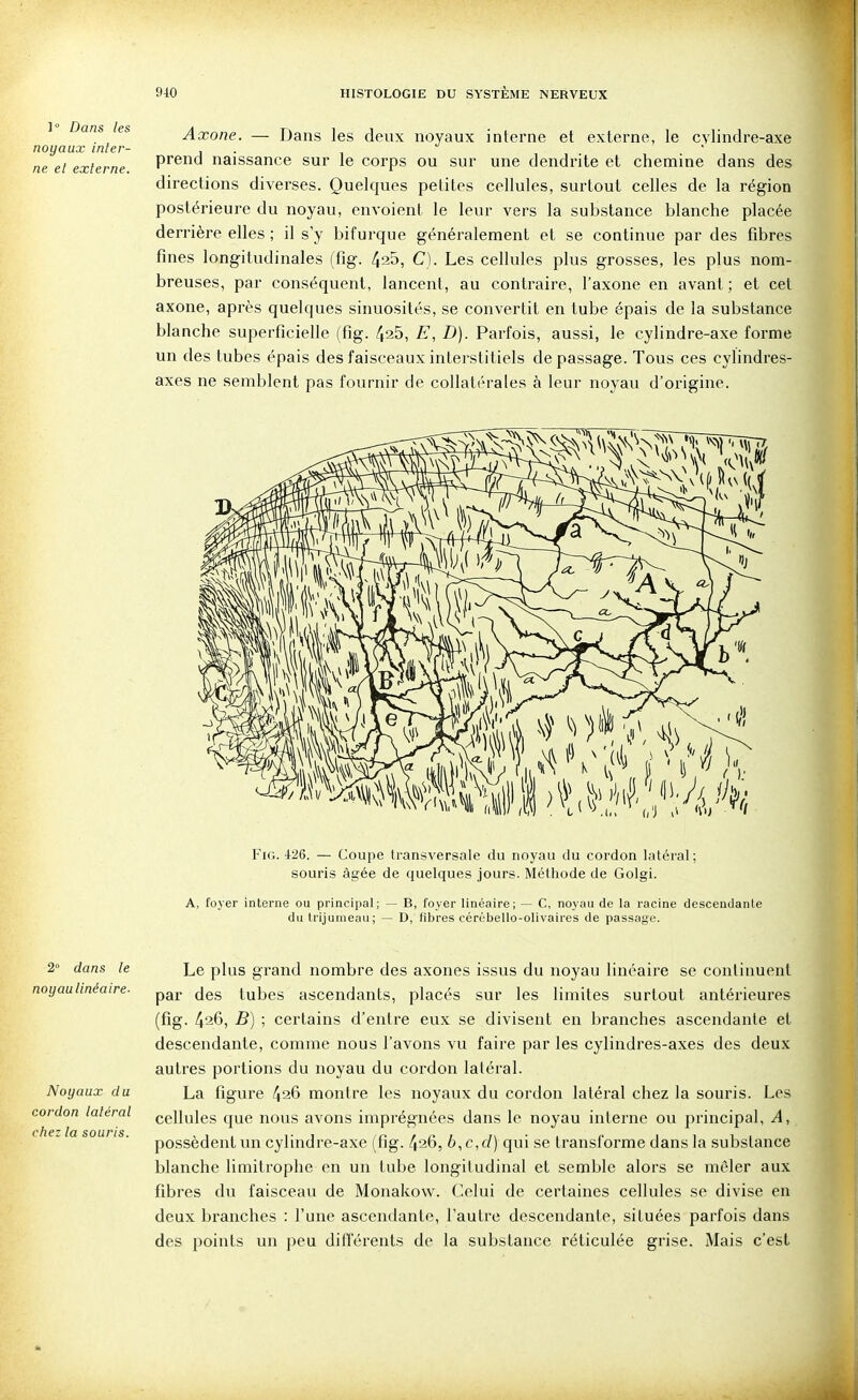 ] Dans les Axone. — Dans les deux noyaux interne et externe, le cvlindre-axe noyaux inter- j • i ne el externe P^^^^*^ naissance sur le corps ou sur une dendrite et chemine dans des directions diverses. Quelques petites cellules, surtout celles de la région postérieure du noyau, envoient le leur vers la substance blanche placée derrière elles ; il s'y bifurque généralement et se continue par des fibres fines longitudinales (fig. 425, C). Les cellules plus grosses, les plus nom- breuses, par conséquent, lancent, au contraire, l'axone en avant; et cet axone, après quelques sinuosités, se convertit en tube épais de la substance blanche superficielle (fig. /jsS, E, D). Parfois, aussi, le cylindre-axe forme un des tubes épais des faisceaux interstitiels de passage. Tous ces cylindres- axes ne semblent pas fournir de collatérales à leur noyau d'origine. Fig. 426. — Coupe transversale du noyau du cordon latéral; souris âgée de quelques jours. Méthode de Golgi. A, foyer interne ou principal; du trijumeau ; - B, foyer linéaire; — C, noyau de la racine descendante D, fibres cérébello-olivaires de passage. 2° dans le noyau linéaire- Noyaux du cordon latéral chez la souris. Le plus grand nombre des axones issus du noyau linéaire se continuent par des tubes ascendants, placés sur les limites surtout antérieures (fig. 426, B) ; certains d'entre eux se divisent en branches ascendante et descendante, comme nous l'avons vu faire par les cylindres-axes des deux autres portions du noyau du cordon latéral. La figure 426 montre les noyaux du cordon latéral chez la souris. Les cellules que nous avons imprégnées dans le noyau interne ou principal. A, possèdent un cylindre-axe (fig. 426, b,c,cl) qui se transforme dans la substance blanche limitrophe en un tube longitudinal et semble alors se mêler aux fibres du faisceau de Monakow. Celui de certaines cellules se divise en deux branches : l'une ascendante, l'autre descendante, situées parfois dans des points un peu difTérents de la substance réticulée grise. Mais c'est
