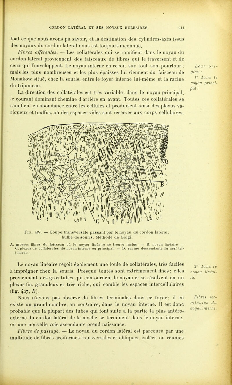 toat ce que nous avons pu savoir, et la destination des cylindres-axes issus des noyaux du cordon latéral nous est toujours inconnue. Fibres afférentes. — Les collatérales qui se ramifient dans le noyau du cordon latéral proviennent des faisceaux de fibres qui le traversent et de ceux qui l'enveloppent. Le noyau interne en reçoit sur tout son pourtour ; mais les plus nombreuses et les plus épaisses lui viennent du faisceau de Monakow situé, chez la souris, entre le foyer interne lui-même et la racine du trijumeau. La direction des collatérales est très variable; dans le noyau principal, le courant dominant chemine d'arrière en avant. Toutes ces collatérales se ramifient en abondance entre les cellules et produisent ainsi des plexus va- riqueux et toutïus, où des espaces vides sont réservés aux corps cellulaires. Leur ori- gine : 1° dans le noyau princi- pal ; FiG. 427. — Coupe transversale passant par le noyau du cordon latéral; bulbe de souris. Méthode de Golgi. A, grosses fibres du faisceau où le noyau linéaire se trouve inclus; — B, noyau linéaire; — C, plexus de collatérales du noyau interne ou principal ; — D, racine descendante du nerf tri- jumeau. Le noyau linéaire reçoit également une foule de collatérales, très faciles à imprégner chez la souris. Presque toutes sont extrêmement fines ; elles proviennent des gros tubes qui contournent le noyau et se résolvent en un plexus fin, granuleux et très riche, qui comble les espaces intercellulaires (fîg. 427, B). Nous n'avons pas observé de fibres terminales dans ce foyer ; il en existe un grand nombre, au contraire, dans le noyau interne. Il est donc probable que la plupart des tubes qui font suite à la partie la plus antéro- externe du cordon latéral de la moelle se terminent dans le noyau interne, où une nouvelle A'oie ascendante prend naissance. Fibres de passage. — Le noyau du cordon latéral est parcouru par une multitude de fibres arciformes transversales et obliques, isolées ou réunies 2' dans le noyau linéai- re. Fibres ter- ni in aie s du noyau interne.