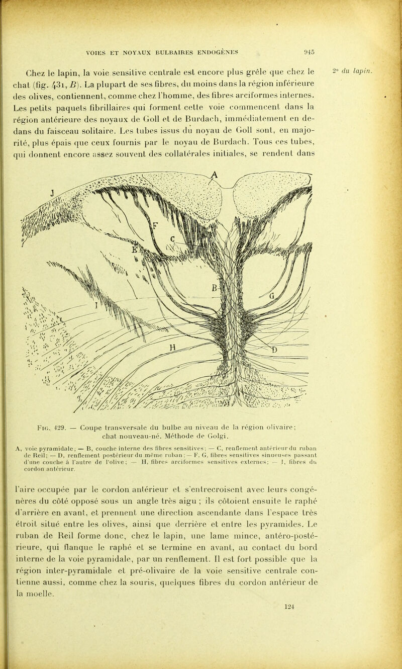 Chez le lapin, la voie sensilive cenlrale est encore plus grêle que chez le 2° du lapin. chat (fig. 431,5). La plupart de ses fibres, du moins dans la région inférieure des olives, contiennent, comme chez l'homme, des fibres arciformes internes. Les petits paquels fibrillaires qui forment cette voie commencent dans la région antérieure des noyaux de Goll et de Burdach, immédiatement en de- dans du faisceau solitaire. Les tubes issus du noyau de Goll sont, en majo- rité, plus épais que ceux fournis par le noyau de Burdach. Tous ces tubes, qui donnent encore assez souvent des collatérales initiales, se rendent dans Fig. 429. — Coupe transversale du bulbe au niveau de la région olivaire; chat nouveau-né. Méthode de Golgi. A, voie pyramidale; — B, couche interne des fibres sensitives; — C, renflement antérieur du ruban (te Reil; — D, renflement postérieur du même ruban; — F, G, fibres sensitives sinueuses passant d'une couche à l'autre de l'olive; — H, fibres arciformes sensitives externes; — I, fibres du cordon antérieur. l'aire occupée par le cordon antérieur et s'entrecroisent avec leurs congé- nères du côté opposé sous un angle très aigu ; ils côtoient ensuite le raphé d'arrière en avant, et prennent une direction ascendante dans l'espace très étroit situé entre les olives, ainsi que derrière et entre les pyramides. Le ruban de Reil forme donc, chez le lapin, une lame mince, antéro-posté- rieure, qui flanque le raphé et se termine en avant, au contact du bord interne de la voie pyramidale, par un renflement. Il est fort possible que la région inter-pyramidale et pré-olivaire de la voie sensitive centrale con- tienne aussi, comme chez la souris, quelques fibres du cordon antérieur de la moelle. 124