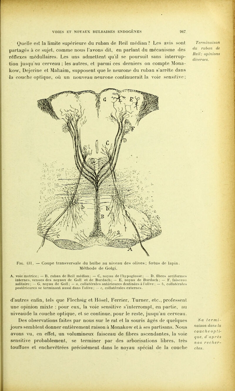 Quelle est la limite supérieure du ruban de Reil médian ? Les avis sont partagés à ce sujet, comme nous l'avons dit, en parlant du mécanisme des réflexes médullaires. Les uns admettent qu'il se poursuit sans interrup- tion jusqu'au cerveau ; les autres, et parmi ces derniers on compte Mona- kow, Dejerine et Mahaim, supposent que le neurone du rubau s'arrête dans ia couche optique, où un nouveau neurone continuerait la voie sensitive; Terminaison du ruban de Reil: opinions diverses. FiG. 431. — Coupe transversale du bulbe au niveau des olives; fœtus de lapin. Méthode de Golgi. A, voie motrice; — B, ruban de Reil médian; — C, noyau de l'hypoglosse; — D. fibres arciformes internes, venues des noyaux de Goll et de Burdach;— E, noyau de Burdach ; — F. faisceau solitaire; — G, noyau de Goll; — a, collatérales antérieures destinées à l'olive ; — 6, collatérales postérieures se terminant aussi dans l'olive; — c, collatérales externes. d'autres enfin, tels que Flechsig et Hôsel, Ferrier, Turner, etc., professent une opinion mixte : pour eux, la voie sensitive s'interrompt, en partie, au niveaude la couche optique, et se continue, pour le reste, jusqu'au cerveau. Des observations faites par nous sur le rat et la souris âgés de quelques jours semblent donner entièrement raison à Monakow et à ses partisans. Nous avons vu, en effet, un volumineux faisceau de fibres ascendantes, la voie sensitive probablement, se terminer par des arborisations libres, très touflfues et enchevêtrées précisément dans le noyau spécial de la couche Sa termi- naison dans la couche opti- que, d'après nos recher- ches.