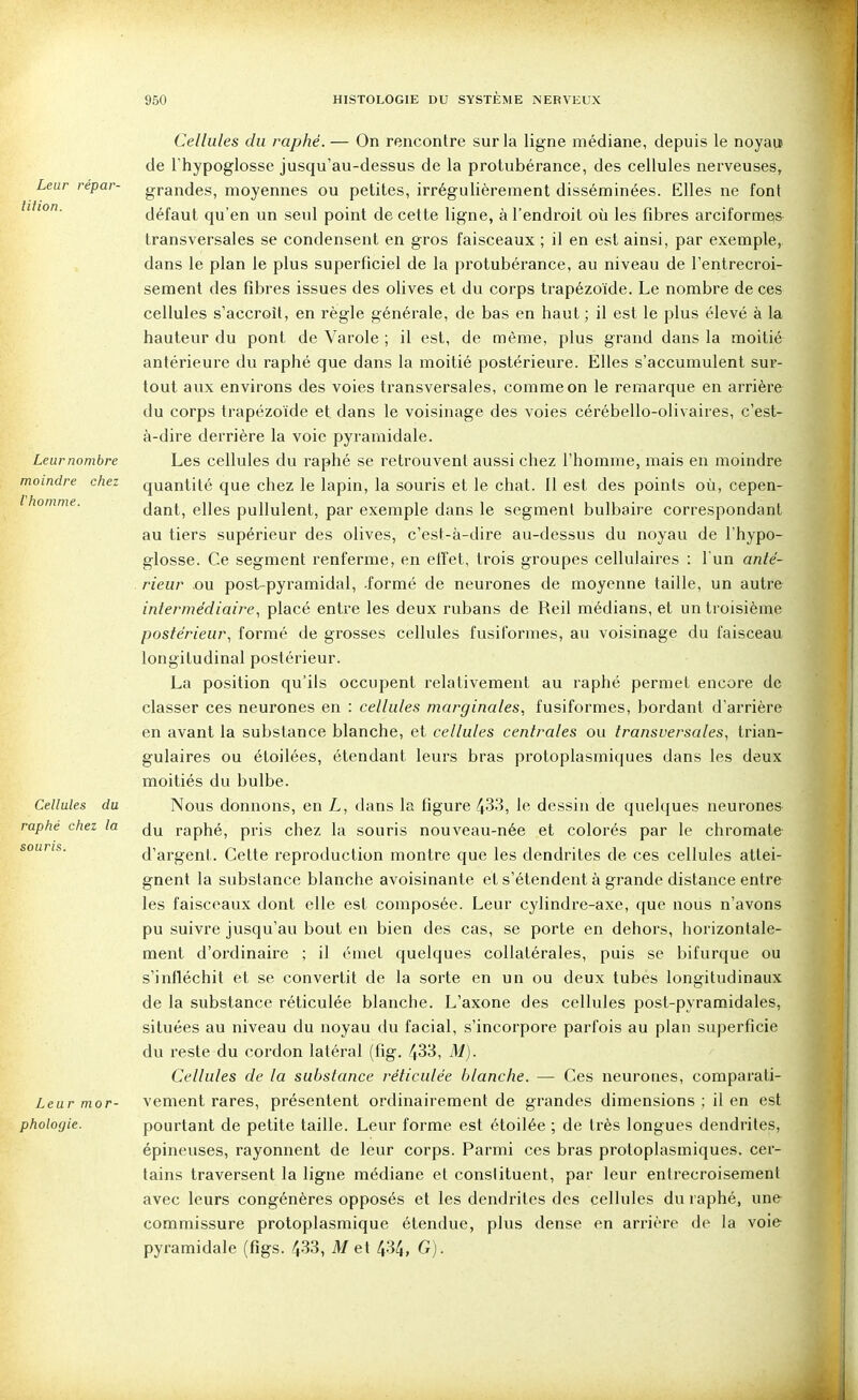 Leur répar- tition. Leur nombre moindre chez Vhomme. Cellules du raphé chez la Leur mor- phologie. Cellules du raphé. — On rencontre sur la ligne médiane, depuis le noyau de l'hypoglosse jusqu'au-dessus de la protubérance, des cellules nerveuses, grandes, moyennes ou petites, irrégulièrement disséminées. Elles ne font défaut qu'en un seul point de cette ligne, à l'endroit où les fibres arciformes transversales se condensent en gros faisceaux ; il en est ainsi, par exemple, dans le plan le plus superficiel de la protubérance, au niveau de l'entrecroi- sement des fibres issues des olives et du corps trapézoïde. Le nombre de ces cellules s'accroît, en règle générale, de bas en haut ; il est le plus élevé à la hauteur du pont de Varole ; il est, de même, plus grand dans la moitié antérieure du raphé que dans la moitié postérieure. Elles s'accumulent sur- tout aux environs des voies transversales, comme on le remarque en arrière du corps trapézoïde et dans le voisinage des voies cérébello-olivaires, c'est- à-dire derrière la voie pyramidale. Les cellules du raphé se retrouvent aussi chez l'homme, mais en moindre quantité que chez le lapin, la souris et le chat. Il est des points où, cepen- dant, elles pullulent, par exemple dans le segment bulbaire correspondant au tiers supérieur des olives, c'est-à-dire au-dessus du noyau de l'hypo- glosse. Ce segment renferme, en etfet, trois groupes cellulaires : l'un anté- rieur ou post-pyramidal, -formé de neurones de moyenne taille, un autre intermédiaire, placé entre les deux rubans de Reil médians, et un troisième postérieur, formé de grosses cellules fusiformes, au voisinage du faisceau longitudinal postérieur. La position qu'ils occupent relativement au raphé permet encore de classer ces neurones en : cellules marginales, fusiformes, bordant d'arrière en avant la substance blanche, et cellules centrales ou transversales, trian- gulaires ou étoilées, étendant leurs bras protoplasmiques dans les deux moitiés du bulbe. Nous donnons, en L, dans la figure 433, le dessin de quelques neurones du raphé, pris chez la souris nouveau-née et colorés par le chromate d'argent. Cette reproduction montre que les dendrites de ces cellules attei- gnent la substance blanche avoisinante et s'étendent à grande distance entre les faisceaux dont elle est composée. Leur cylindre-axe, que nous n'avons pu suivre jusqu'au bout en bien des cas, se porte en dehors, horizontale- ment d'ordinaire ; il émet quelques collatérales, puis se bifurque ou s'infléchit et se convertit de la sorte en un ou deux tubes longitudinaux de la substance réticulée blanche. L'axone des cellules post-pyramidales, situées au niveau du noyau du facial, s'incorpore parfois au plan superficie du reste du cordon latéral (fig. 433, M). Cellules de la substance réticulée blanche. — Ces neurones, comparati- vement rares, présentent ordinairement de grandes dimensions ; il en est pourtant de petite taille. Leur forme est étoilée ; de très longues dendrites, épineuses, rayonnent de leur corps. Parmi ces bras protoplasmiques. cer- tains traversent la ligne médiane et conslituent, par leur entrecroisement avec leurs congénères opposés et les dendrites des cellules du raphé, une commissure protoplasmique étendue, plus dense en arrière de la voie pyramidale (figs. 433, Met 434, G).