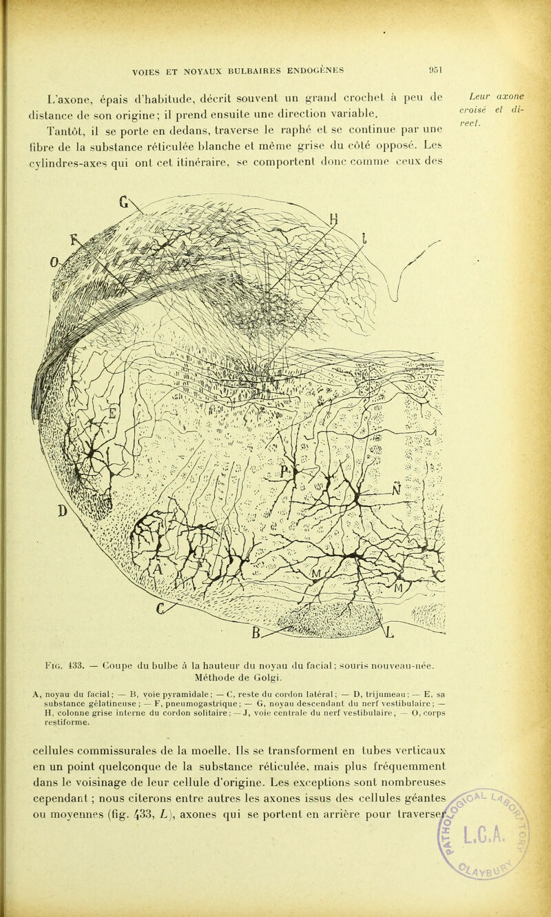 L/axone, épais d'habitude, décrit souvent un grand crochet à peu de distance de son origine; il prend ensuite une direction variable. Tantôt, il se porte en dedans, traverse le raphé et se continue par une fibre de la substance réticulée blanche et même grise du côté opposé. Les cylindres-axes qui ont cet itinéraire, se comportent donc comme ceux des FiG. 433. — Coupe du bulbe à la hauteur du noyau du facial; souris nouveau-née. Méthode de Golgi. A, noyau du facial; — B, voie pyramidale; — C, reste du cordon latéral; — D, trijumeau; — E, sa substance gélatineuse; — F, pneumogastrique; — G, noyau descendant du nerf vestibulaire ; — H, colonne grise interne du cordon solitaire ; — J, voie centrale du nerf vestibulaire ; — O, corps restiforme. cellules commissurales de la moelle. Ils se transforment en tubes verticaux en un point quelconque de la substance réticulée, mais plus fréquemment dans le voisinage de leur cellule d'origine. Les exceptions sont nombreuses cependant ; nous citerons entre autres les axones issus des cellules géantes/^^^ ou moyennes (fig. 4^3, L), axones qui se portent en arrière pour traverse/CP (I L.C.A. Leur axone croisé et di- rect.