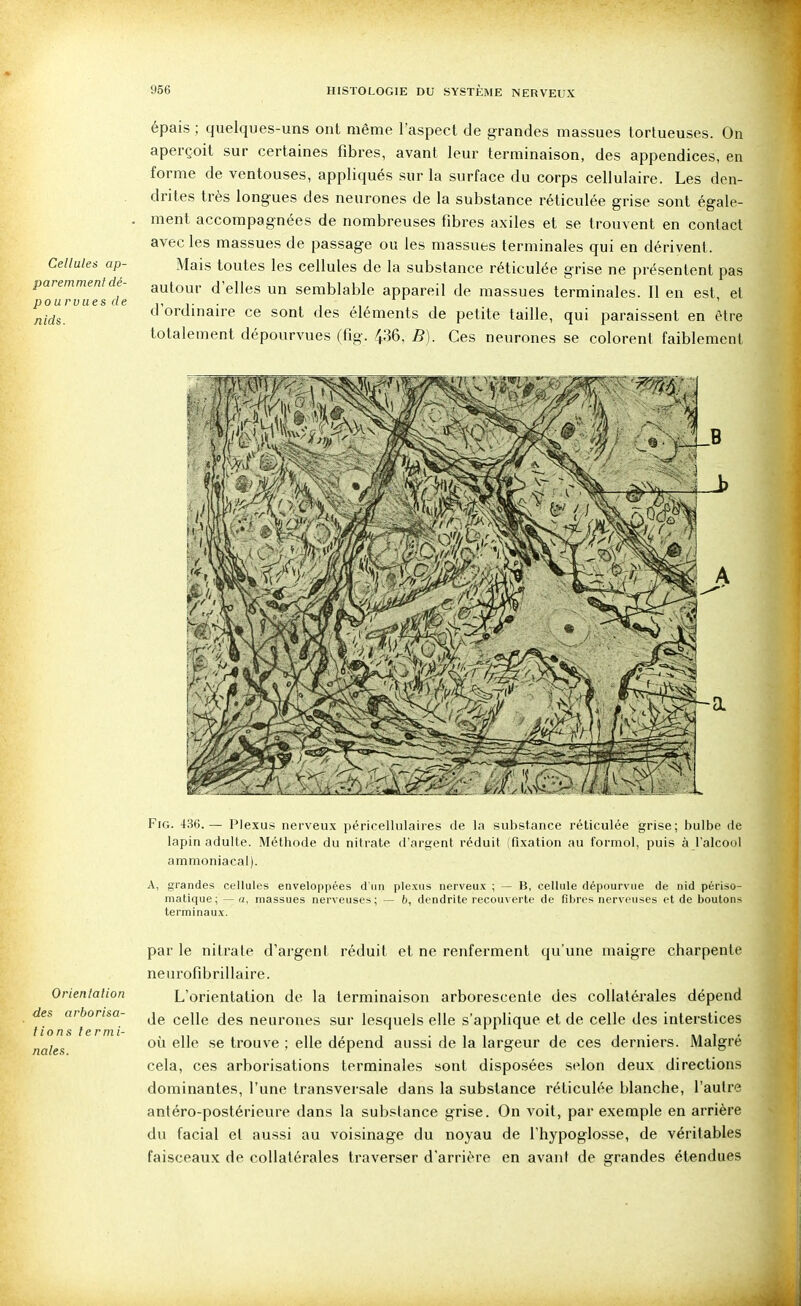Cellules ap- paremment dé- pou r vues de nids. épais; quelques-uns ont même l'aspect de grandes massues tortueuses. On aperçoit sur certaines fibres, avant leur terminaison, des appendices, en forme de ventouses, appliqués sur la surface du corps cellulaire. Les den- drites très longues des neurones de la substance réticulée grise sont égale- ment accompagnées de nombreuses fibres axiles et se trouvent en contact avec les massues de passage ou les massues terminales qui en dérivent. Mais toutes les cellules de la substance réticulée grise ne présentent pas autour d'elles un semblable appareil de massues terminales. 11 en est, et d'ordinaire ce sont des éléments de petite taille, qui paraissent en être totalement dépourvues (fig. 436, B). Ces neurones se colorent faiblement FiG. 436.— Plexus nerveux péricellulaires de la substance réticulée grise; bulbe de lapin adulte. Méthode du nitrate d'argent réduit (fixation au formol, puis à l'alcool ammoniacal). A, grandes cellules enveloppées d'un plexus nerveux ; — B, cellule dépourvue de nid périso- matique; — a, massues nerveuses; — b, dendrite recouverte de fibres nerveuses et de boutons terminaux. Orienlation des arborisa- tions te rmi- nales. par le nitrate d'argent réduit et ne renferment qu'une maigre charpente neiirofibrillaire. L'orientation de la terminaison arborescente des collatérales dépend de celle des neurones sur lesquels elle s'applique et de celle des interstices où elle se trouve ; elle dépend aussi de la largeur de ces derniers. Malgré cela, ces arborisations terminales .sont disposées selon deux directions dominantes, l'une transversale dans la substance réticulée blanche, l'autre antéro-postérieure dans la substance grise. On voit, par exemple en arrière du facial et aussi au voisinage du noyau de l'hypoglosse, de véritables faisceaux de collatérales traverser d'arrière en avant de grandes étendues
